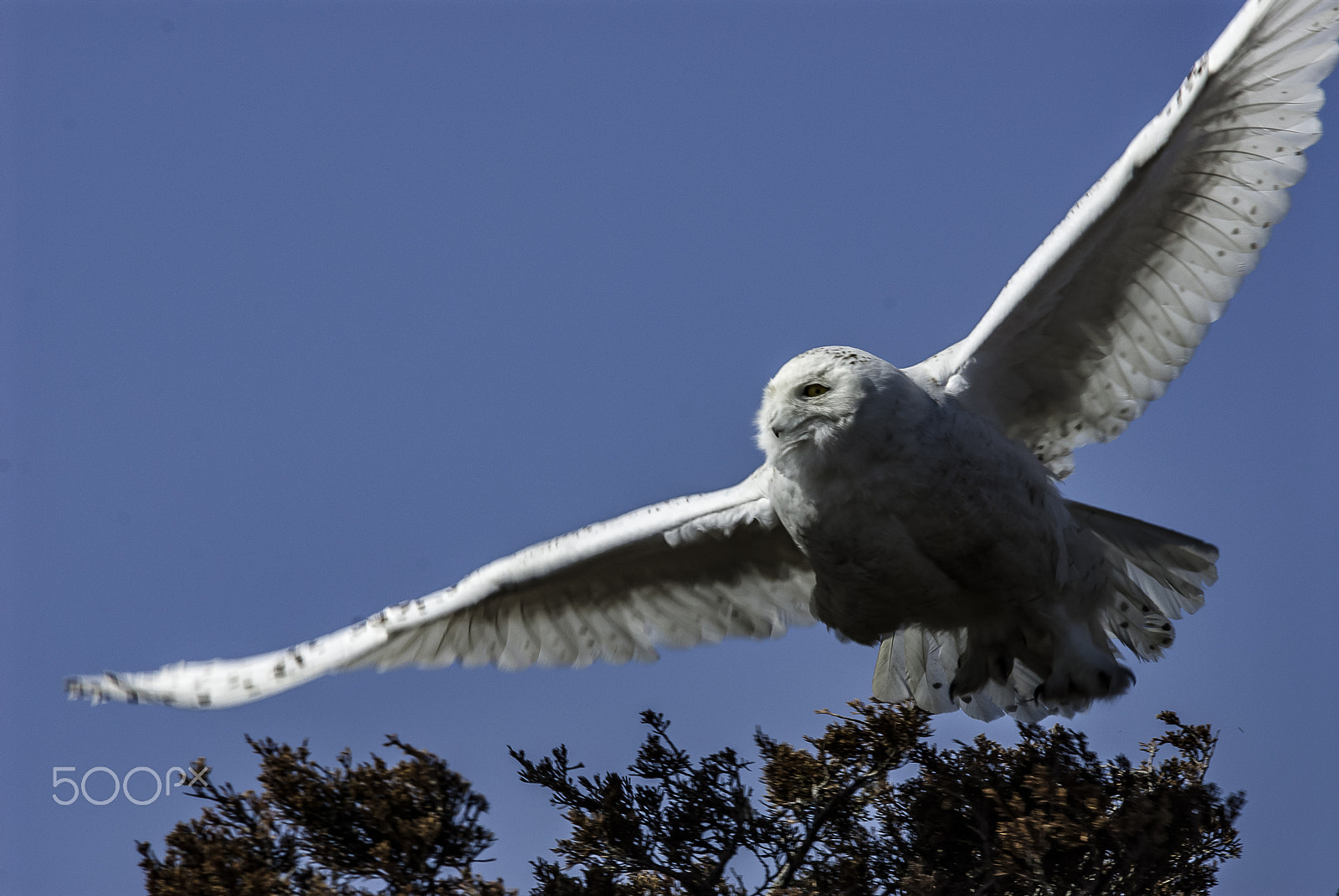 Nikon D200 sample photo. Snowy owl st patrick's day parker river national wildlife refuge photography