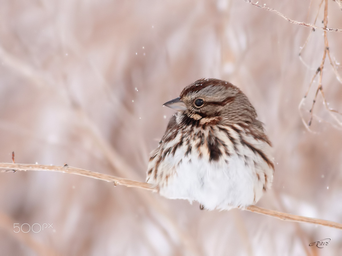 Canon EOS 40D + Canon EF 400mm F5.6L USM sample photo. Song sparrow photography
