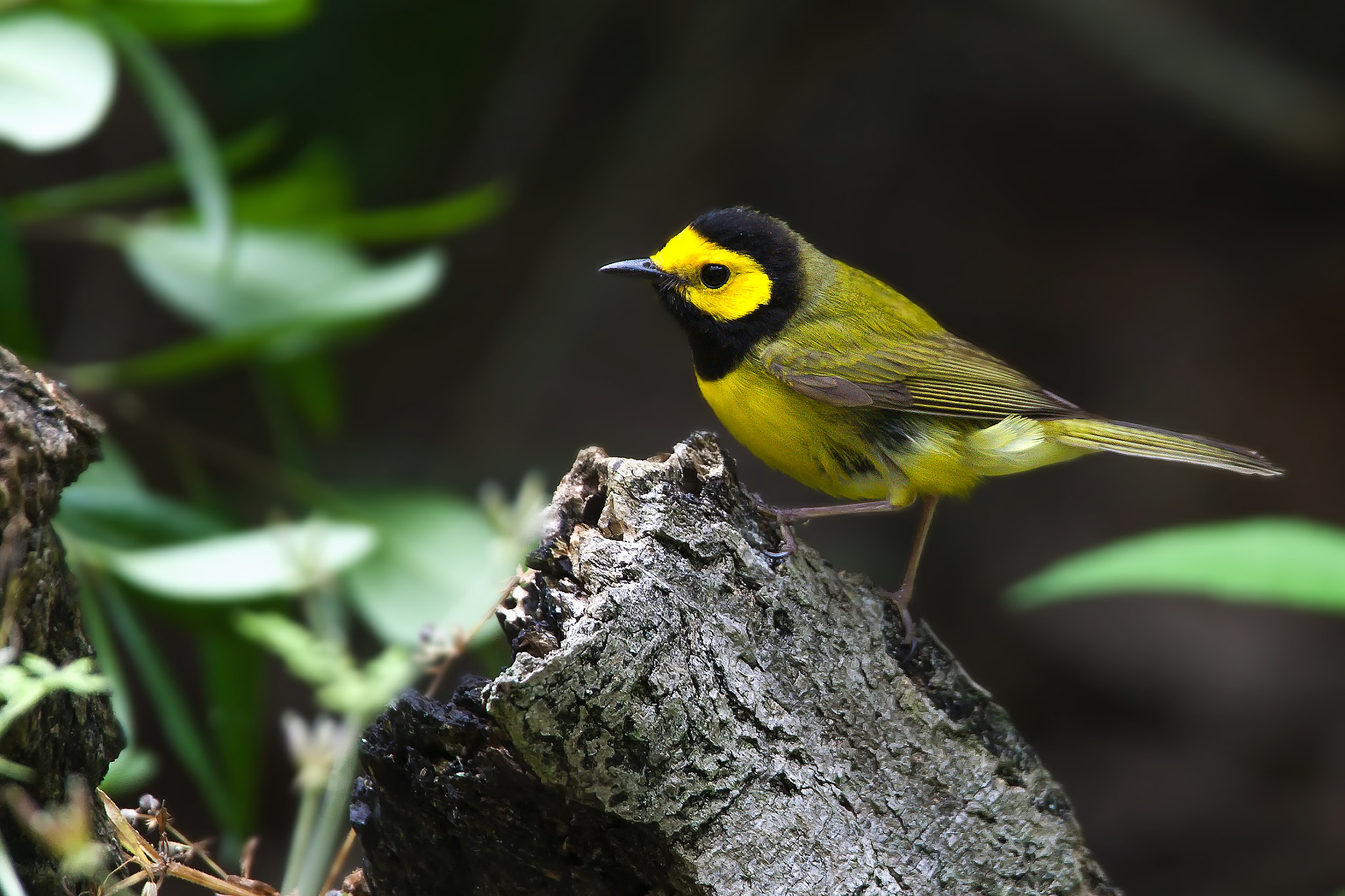 Canon EOS-1D Mark III + Canon EF 500mm F4L IS USM sample photo. Hooded warbler photography