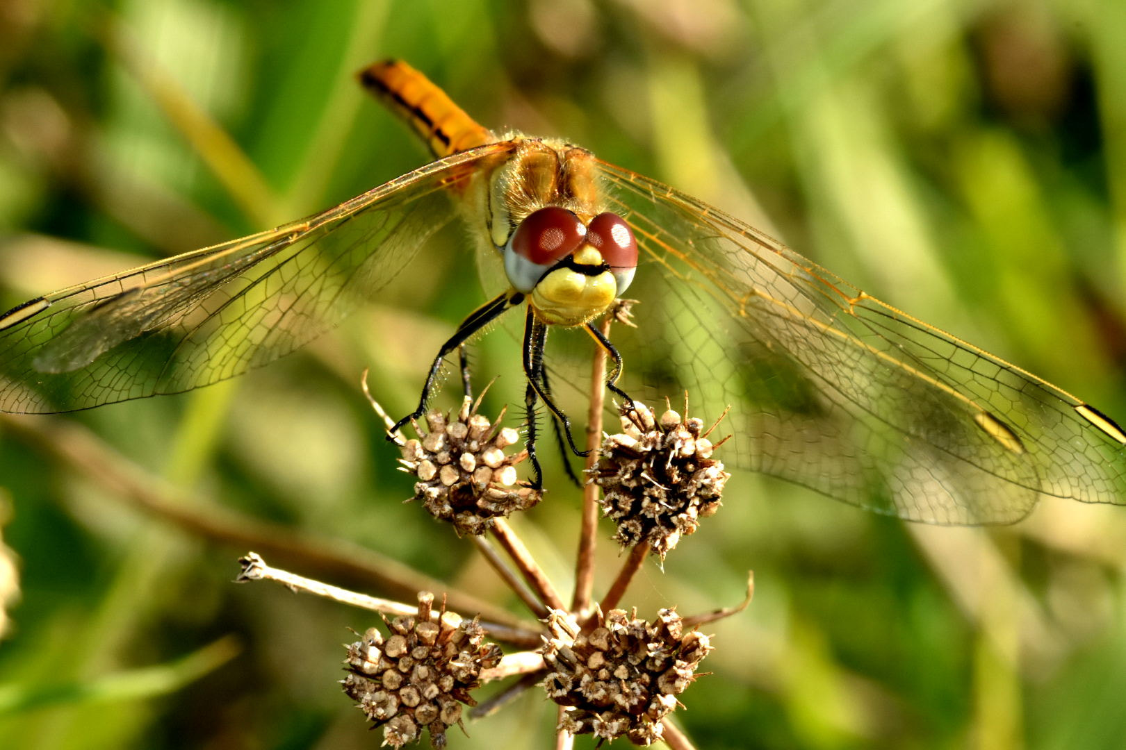 Nikon D7200 + Sigma 105mm F2.8 EX DG Macro sample photo. Dragonfly photography