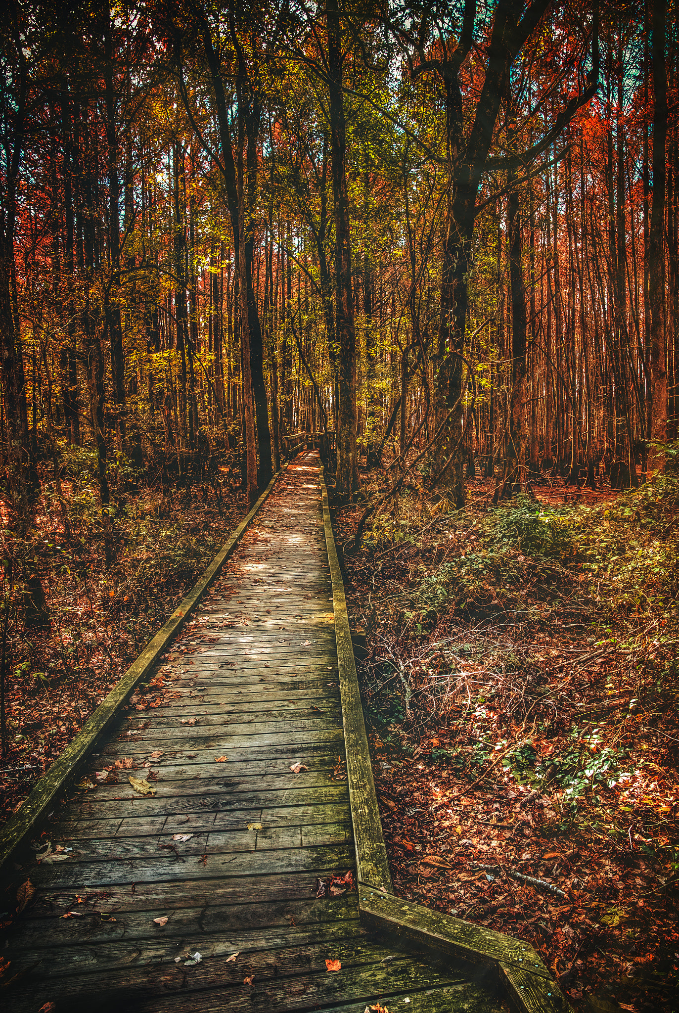 Sony Alpha NEX-3N + Sigma 19mm F2.8 EX DN sample photo. Forest boardwalk photography