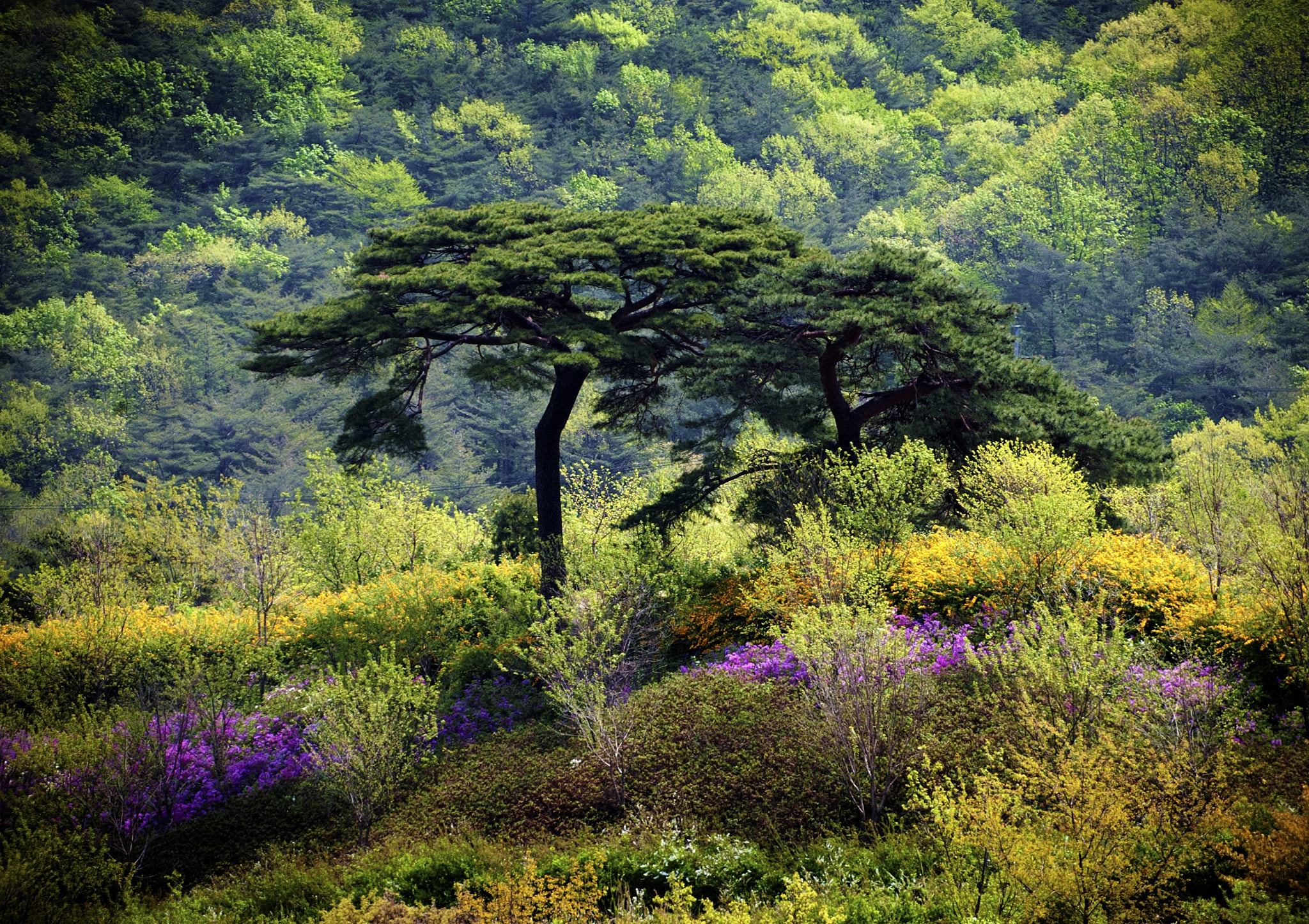 Canon EOS-1D + Tamron 18-270mm F3.5-6.3 Di II VC PZD sample photo. 숲 photography