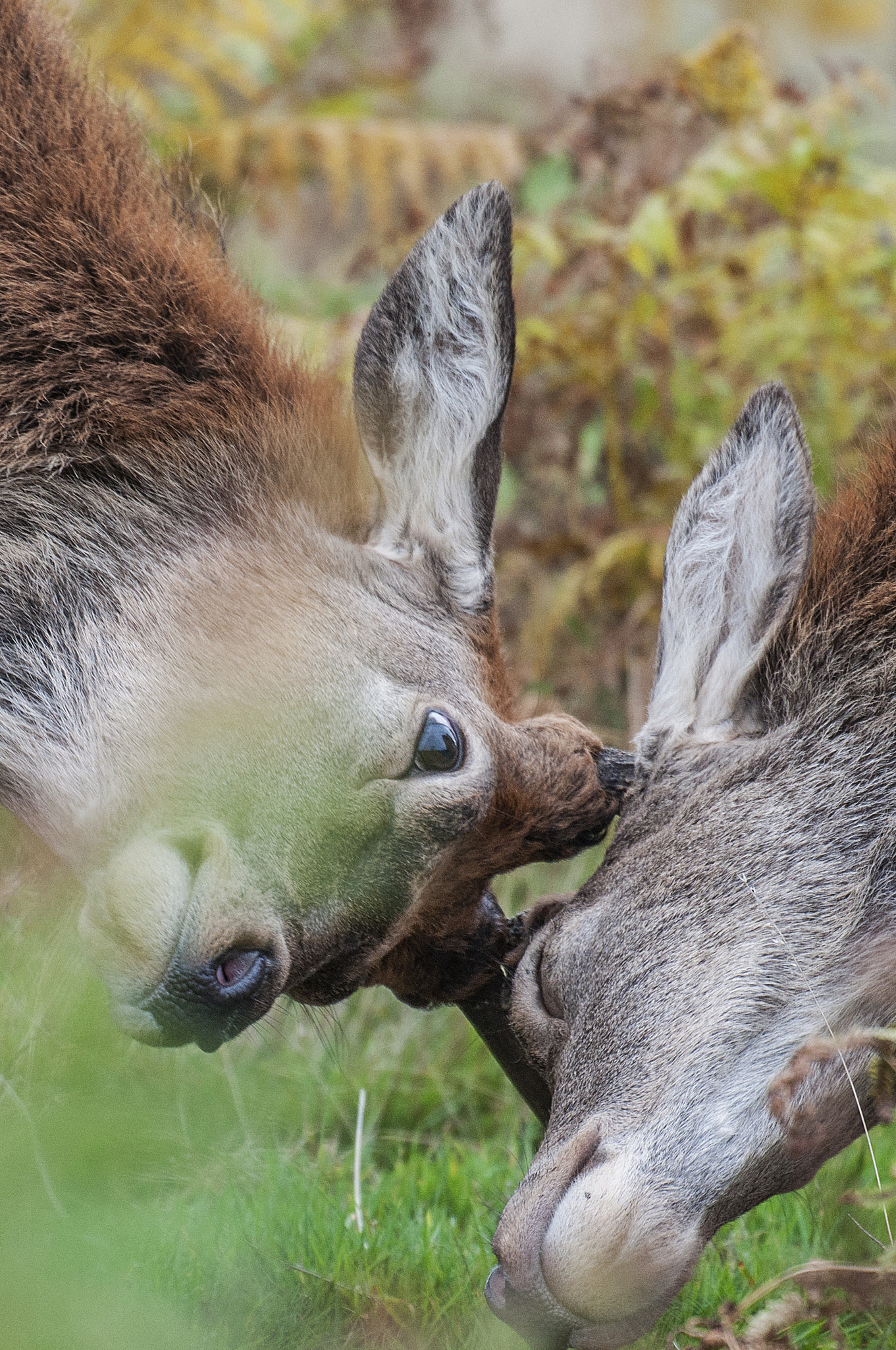 Sigma 50-500mm F4.5-6.3 DG OS HSM sample photo. Head to head photography