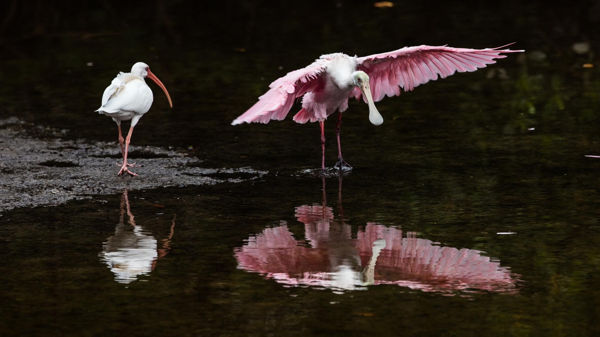 Canon EF 300mm F2.8L IS II USM sample photo. Looking great photography