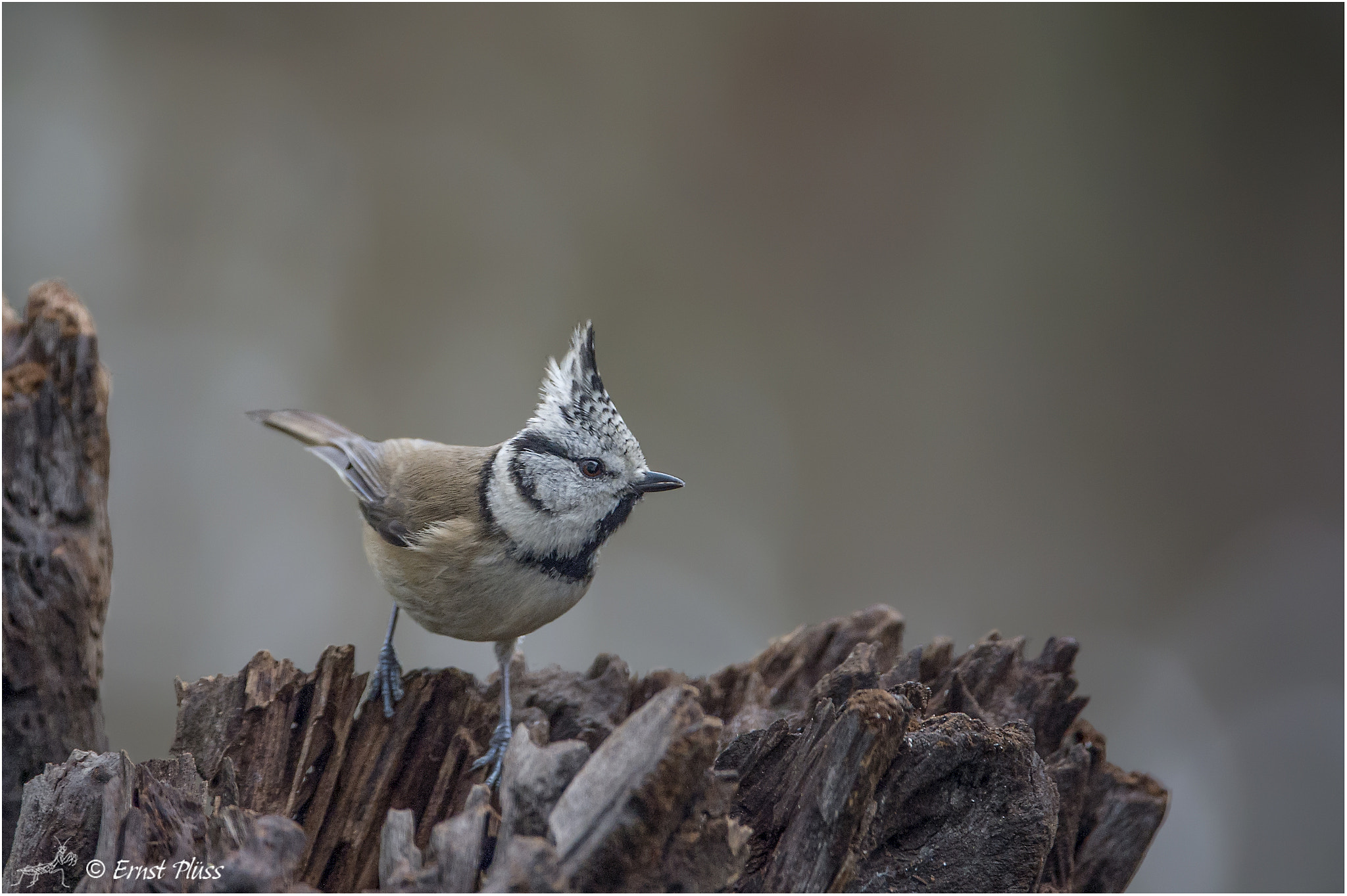 Nikon D4 sample photo. European crested tit photography