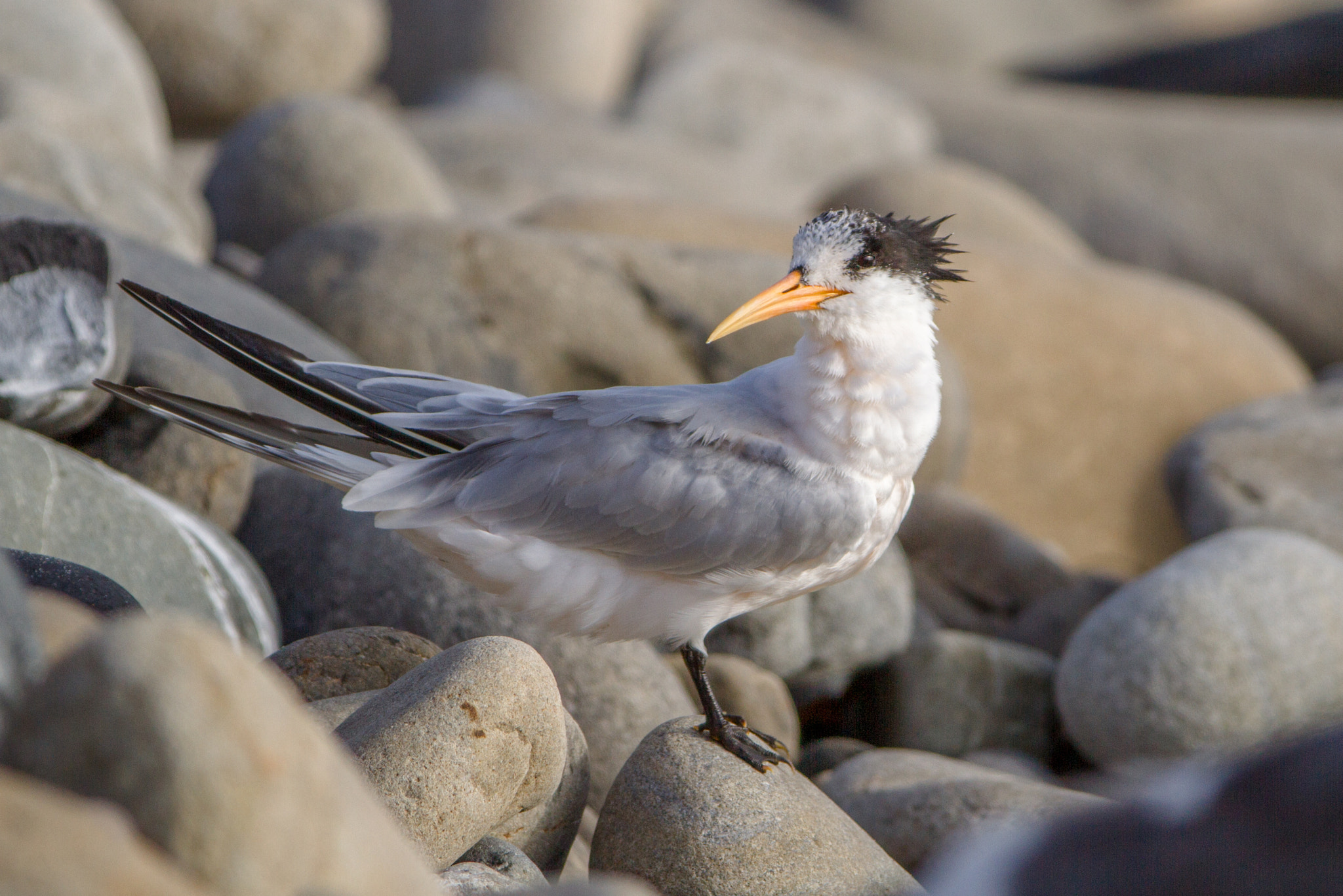 Canon EF 200-400mm F4L IS USM Extender 1.4x sample photo. Elegant tern photography
