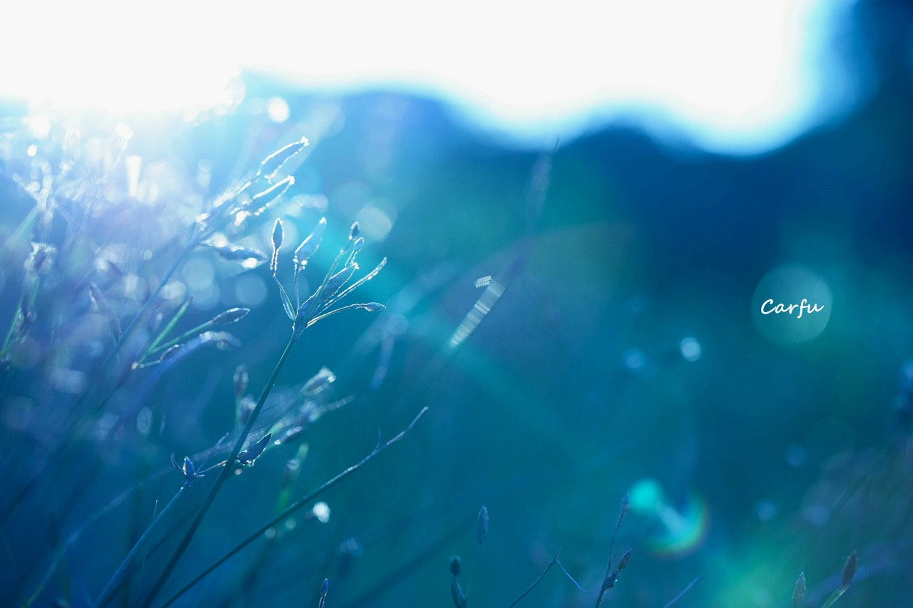 Sony a7 + Canon EF 100mm F2.8L Macro IS USM sample photo. Nature light photography