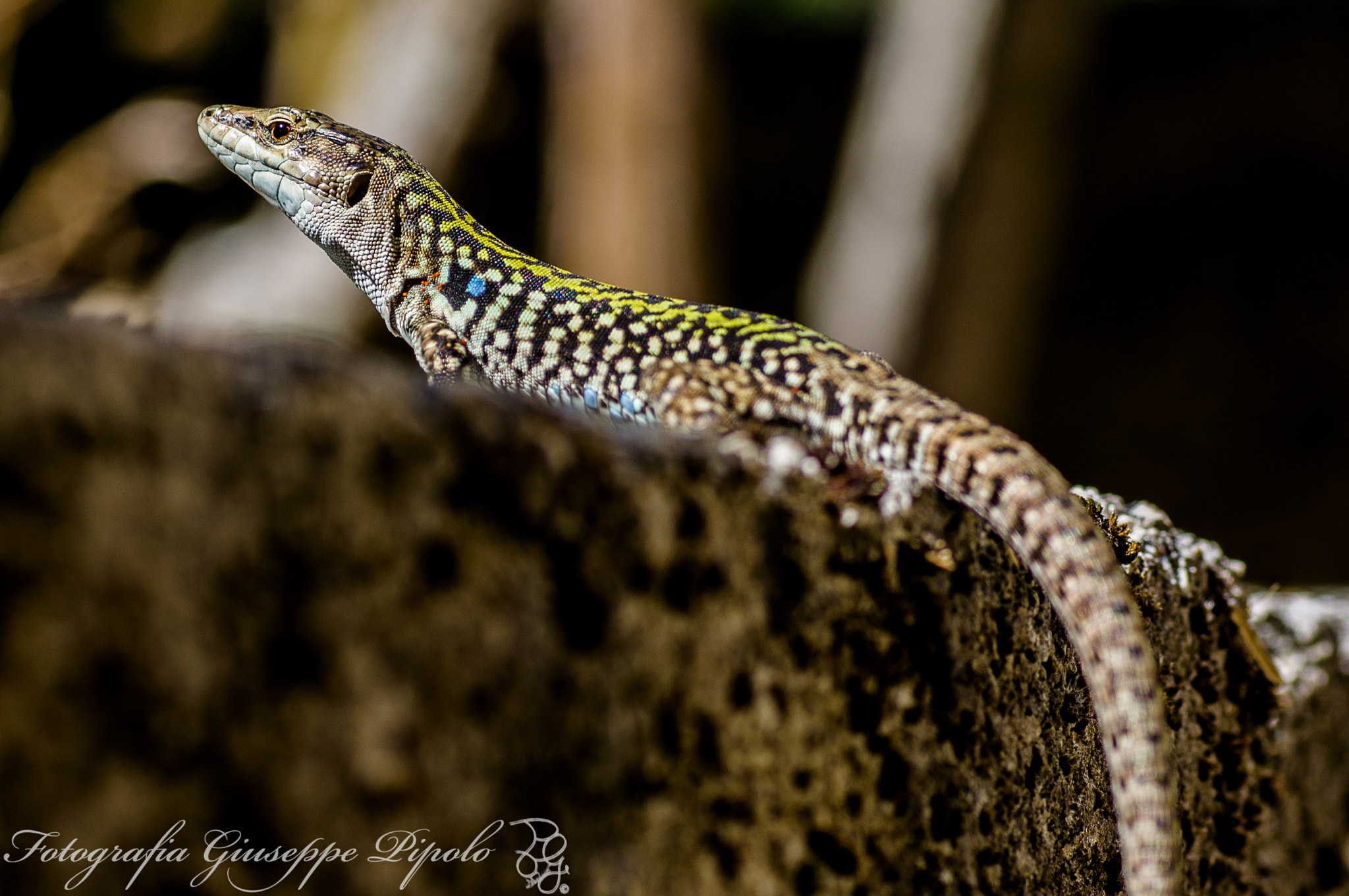 Sony SLT-A55 (SLT-A55V) + Tamron SP AF 90mm F2.8 Di Macro sample photo. Podarcis siculus photography