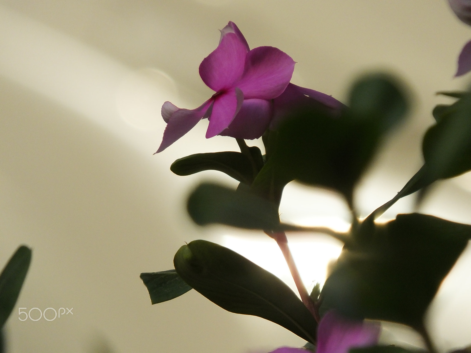 Fujifilm FinePix HS55EXR sample photo. Flower photography