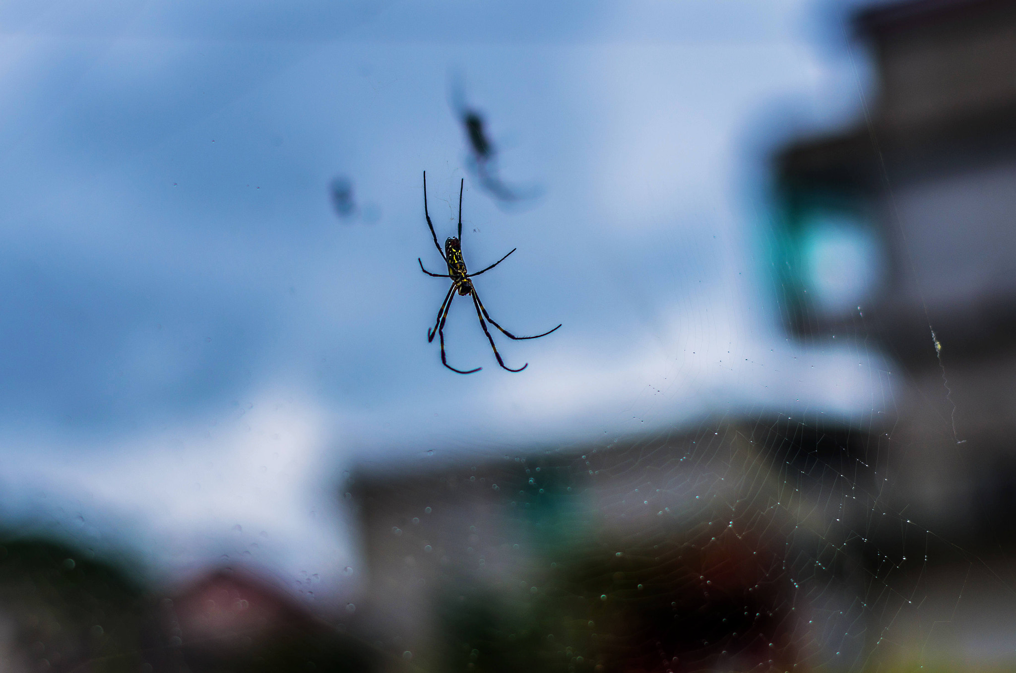 Pentax K-5 II + Pentax smc DA 50mm F1.8 sample photo. 副本 photography