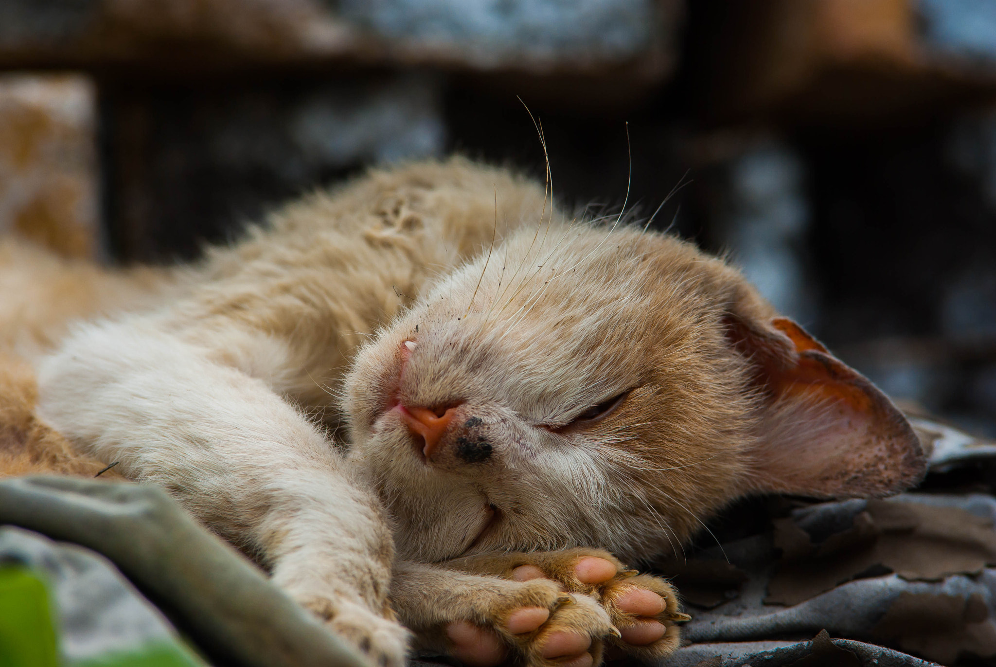 Pentax K10D sample photo. 副本 photography