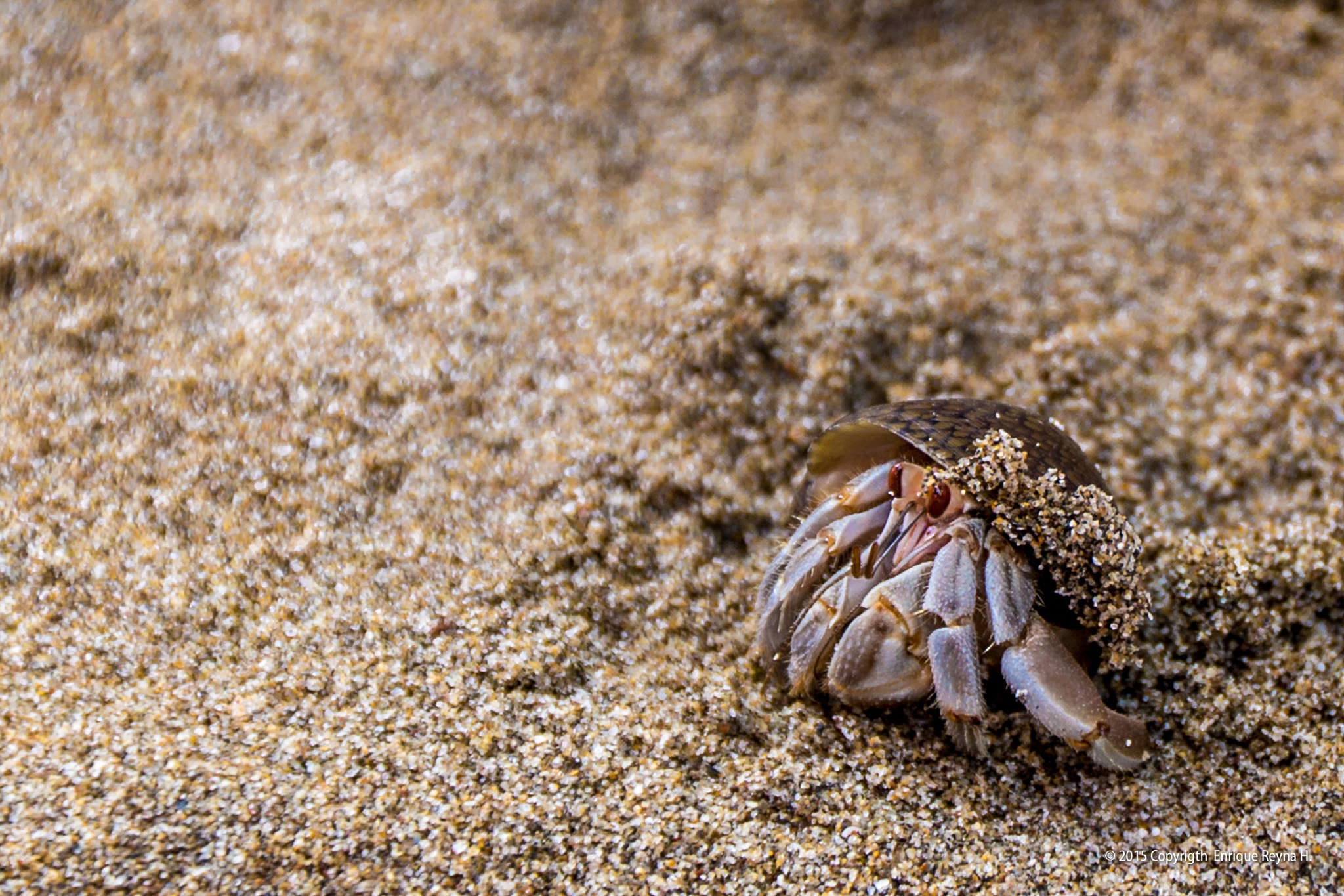 Sony DT 18-250mm F3.5-6.3 sample photo. Small crab photography