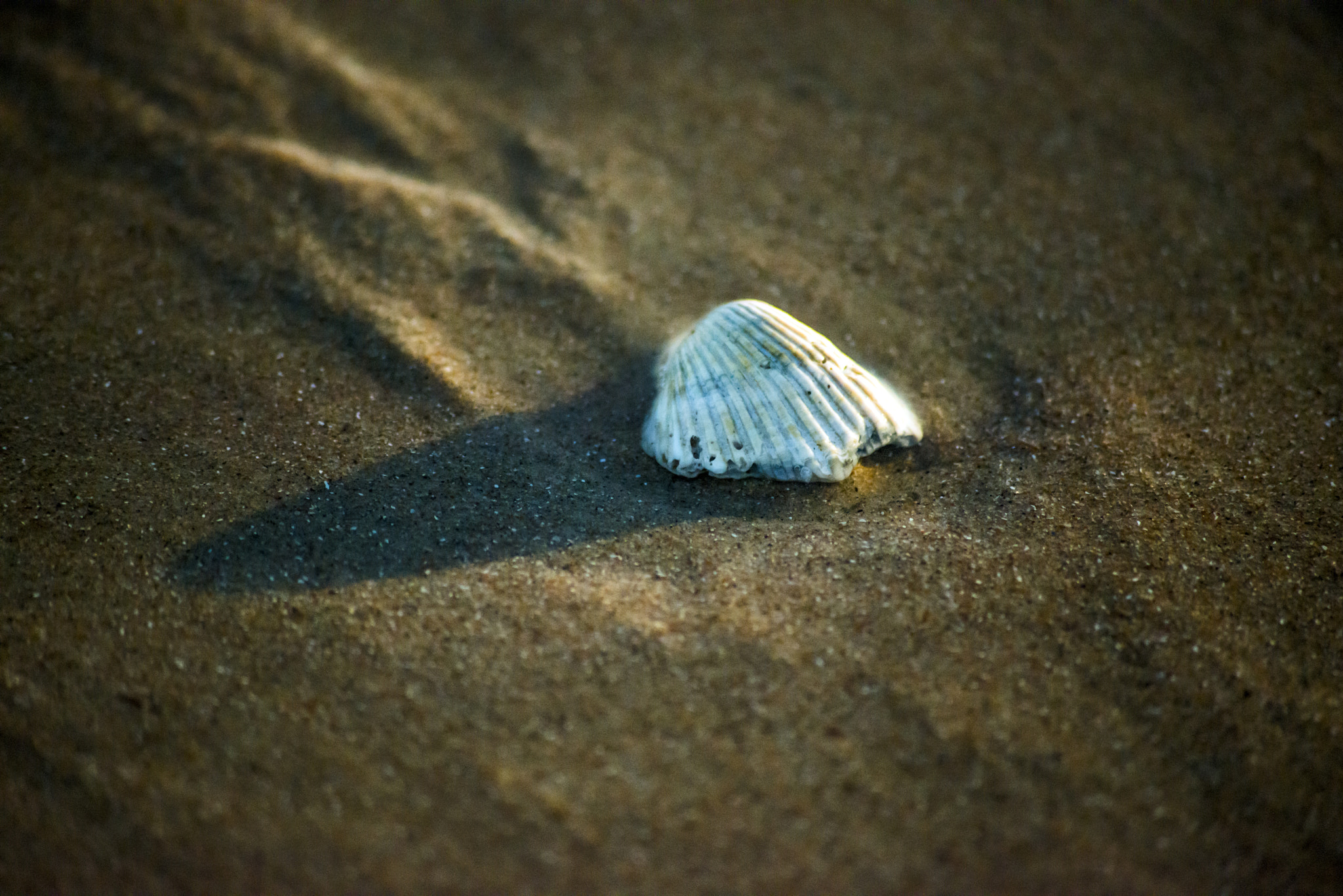 Sigma 70-300mm F4-5.6 APO DG Macro sample photo. Humble photography