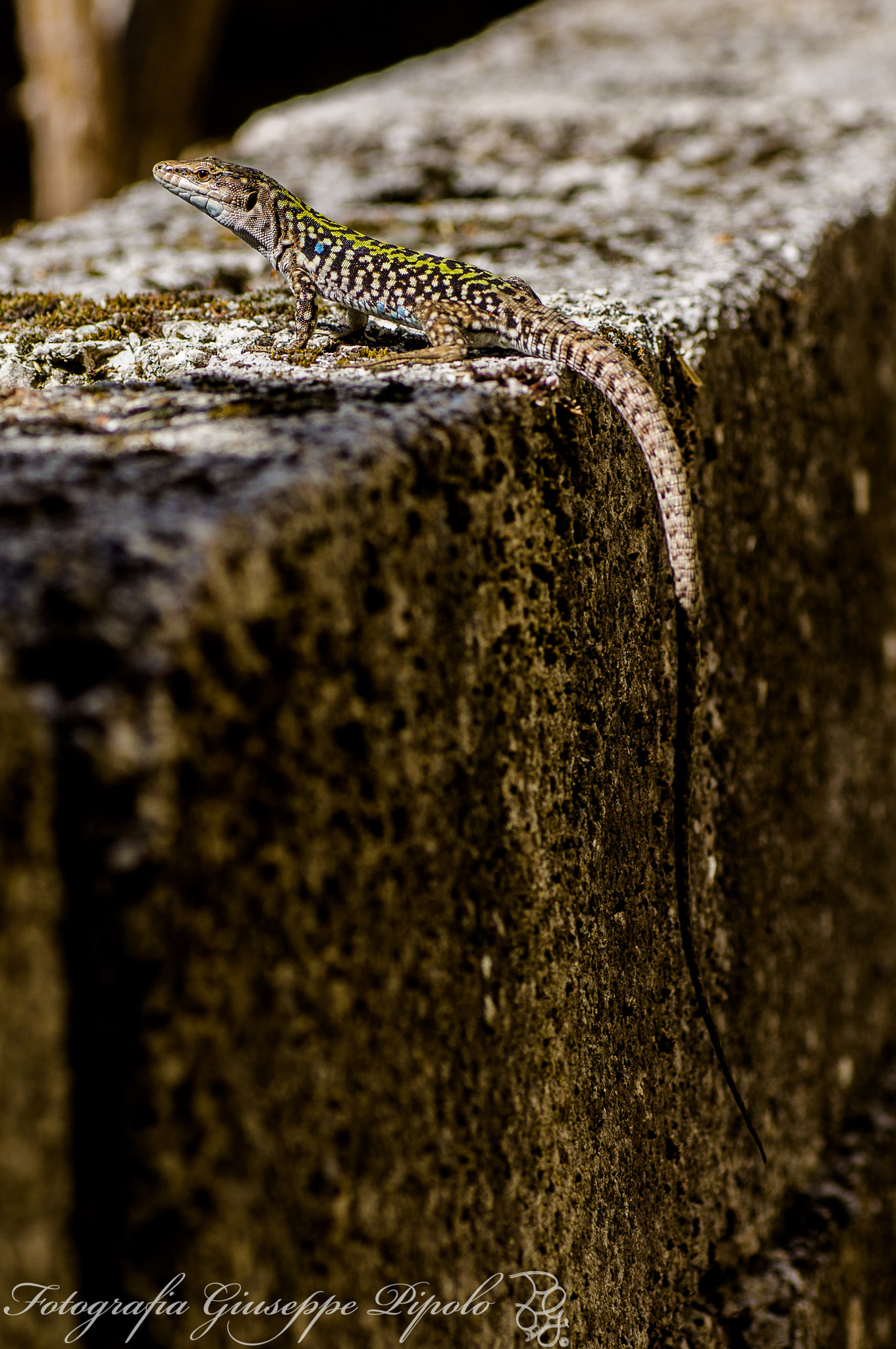 Sony SLT-A55 (SLT-A55V) + Tamron SP AF 90mm F2.8 Di Macro sample photo. Podarcis siculus photography