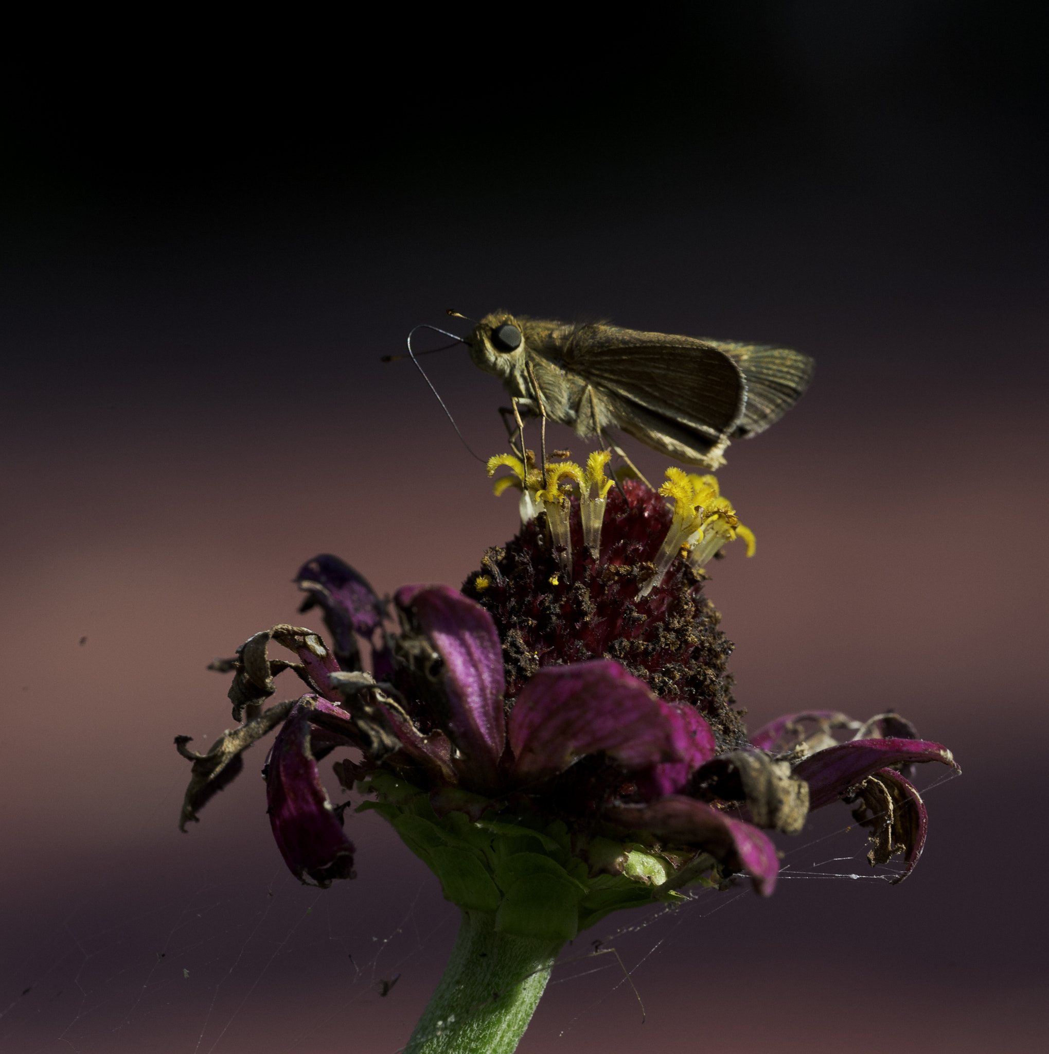 Nikon D4 sample photo. Small skipper in the limelight photography