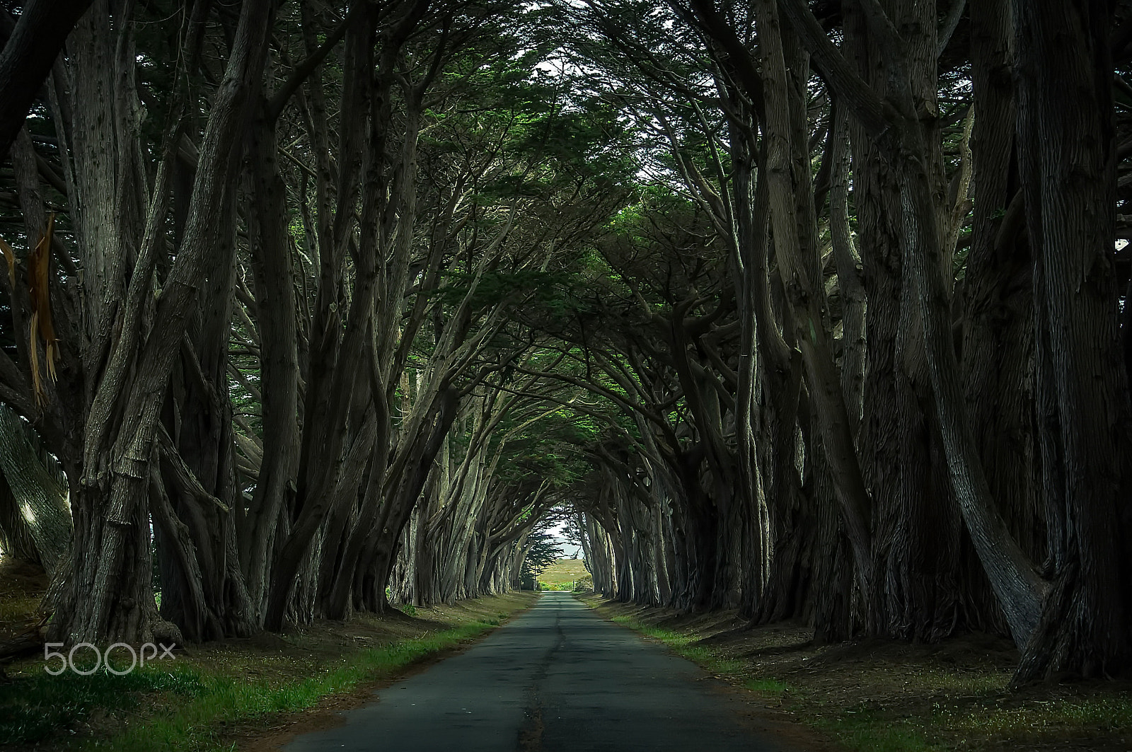 Sony Alpha DSLR-A580 + Sony DT 18-70mm F3.5-5.6 sample photo. Cypress tree tunel photography