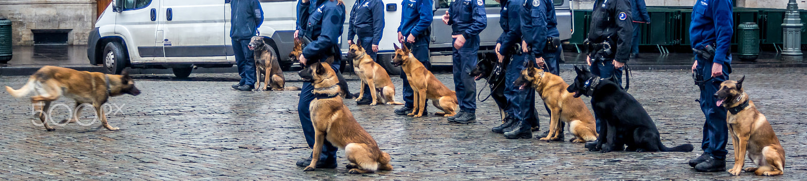 AF Zoom-Nikkor 28-80mm f/3.3-5.6G sample photo. Trained police dogs on duty photography