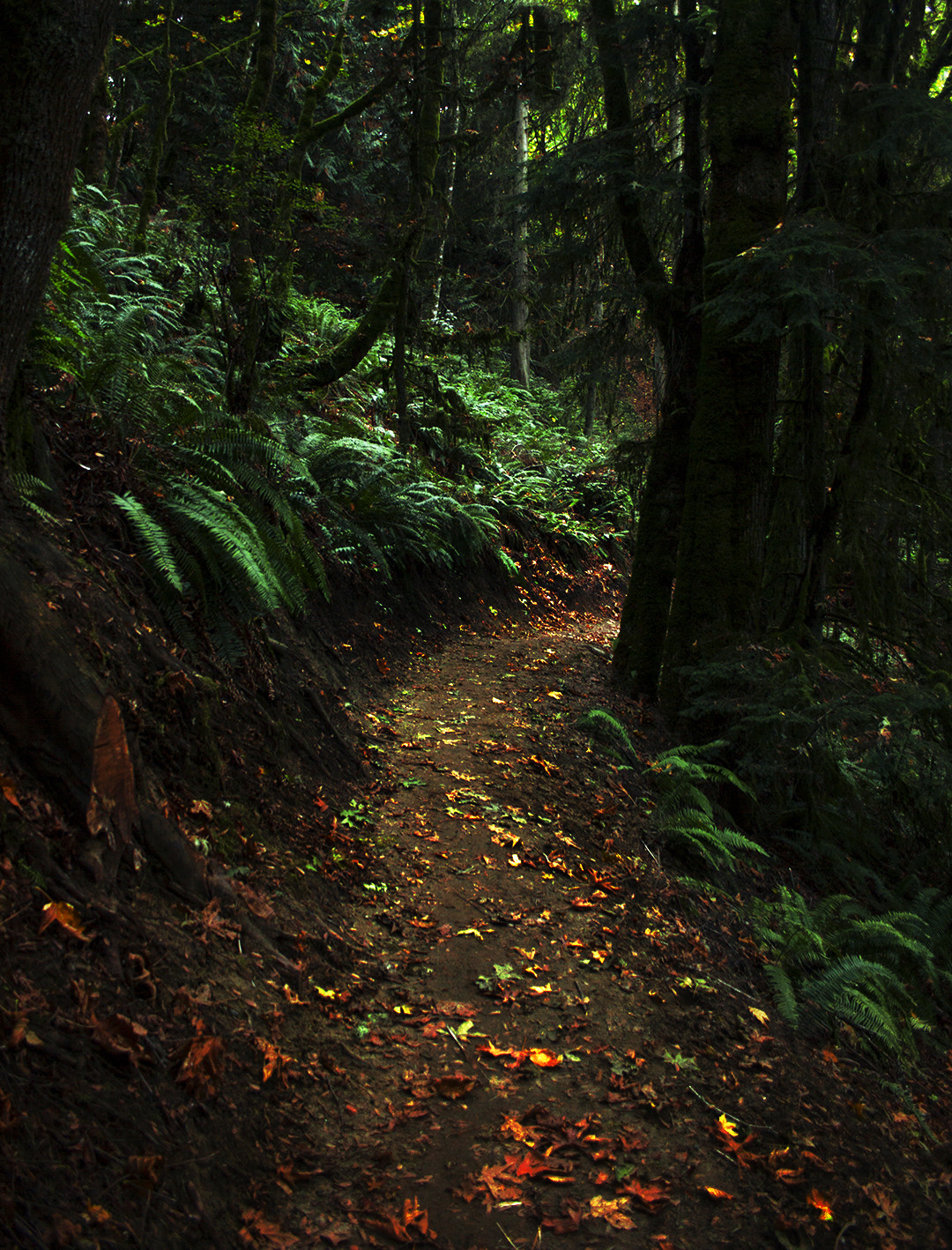 Canon EF-S 18-55mm F3.5-5.6 sample photo. Forest trail photography