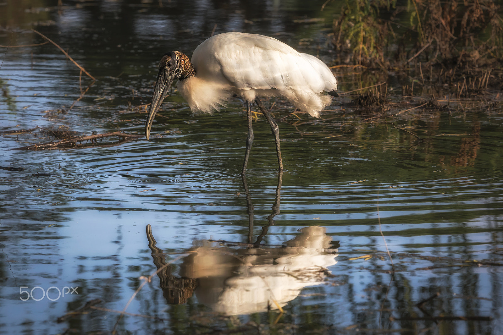 Canon EOS 6D + Tamron SP 150-600mm F5-6.3 Di VC USD sample photo. Wood stork photography