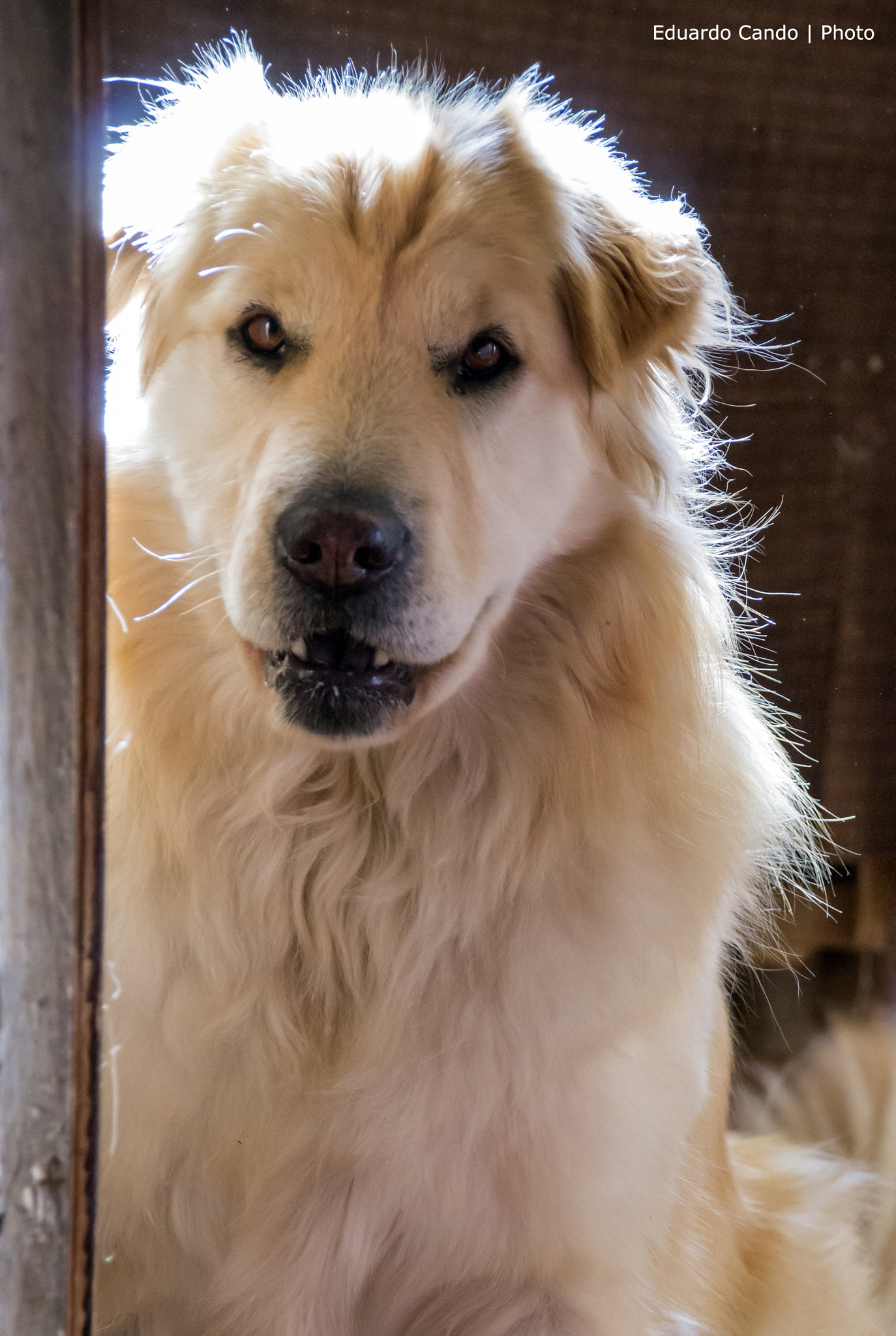 Sigma 18-250mm F3.5-6.3 DC OS HSM sample photo. Dog photography
