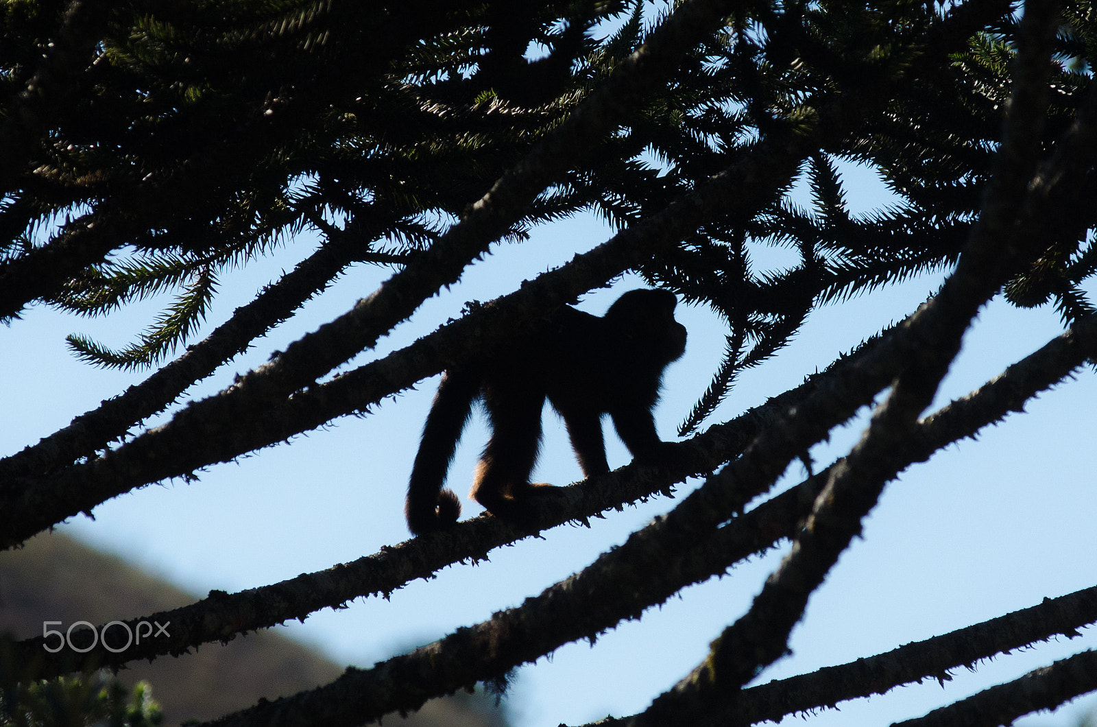 AF-S Zoom-Nikkor 80-200mm f/2.8D IF-ED sample photo. Macaco-prego photography
