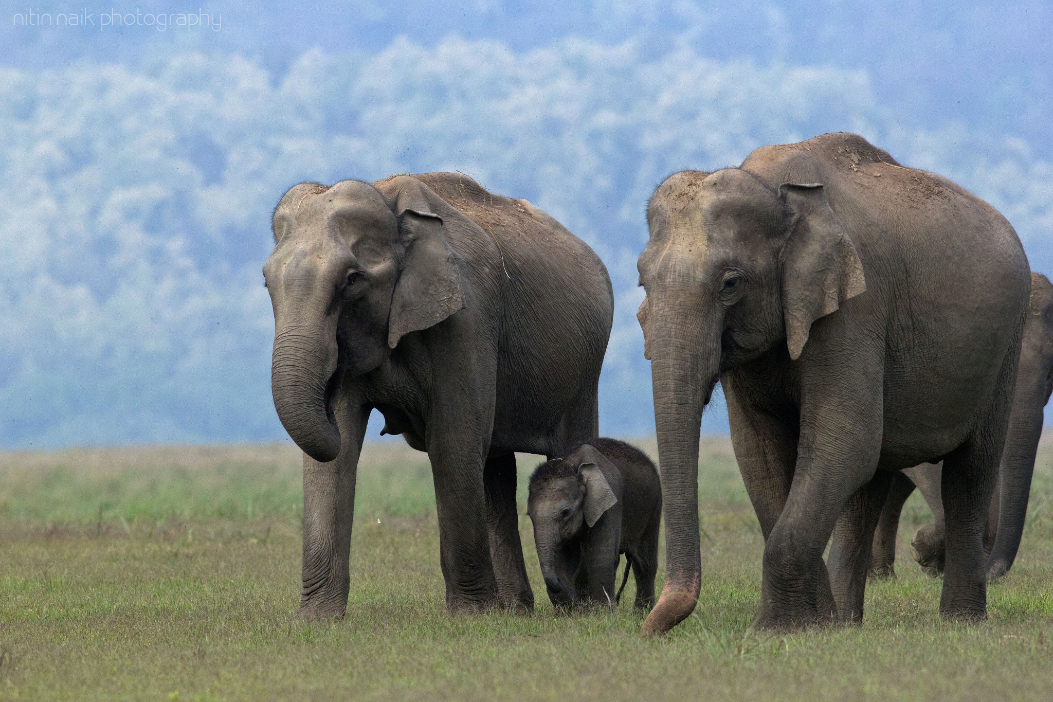 Canon EOS 60D + Canon EF 400mm F5.6L USM sample photo. Elephants photography