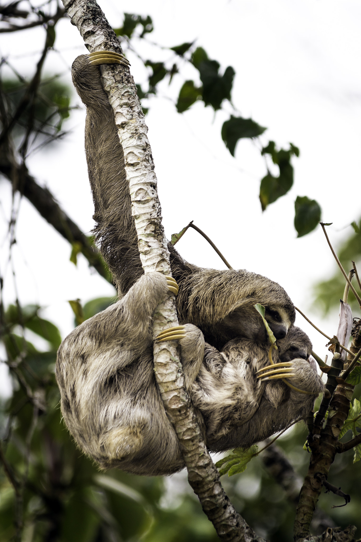 Canon EOS 60D + Canon EF 100-300mm f/5.6L sample photo. Three-toed sloth with a baby photography