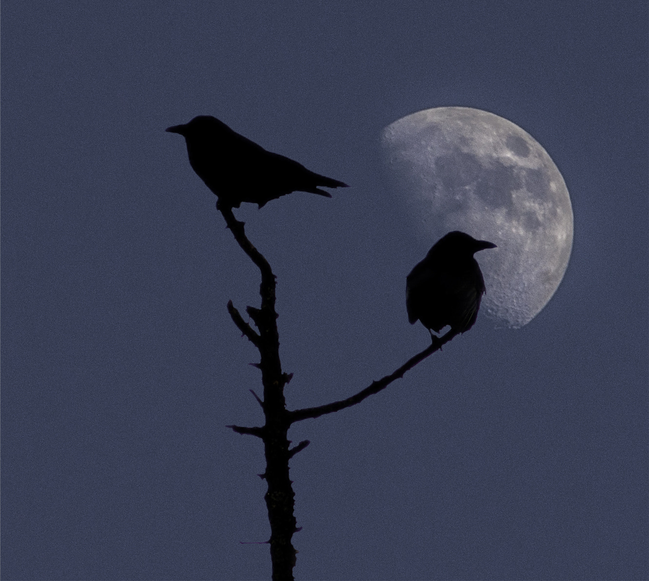 Sony 75-300mm F4.5-5.6 sample photo. Ravens against moon photography