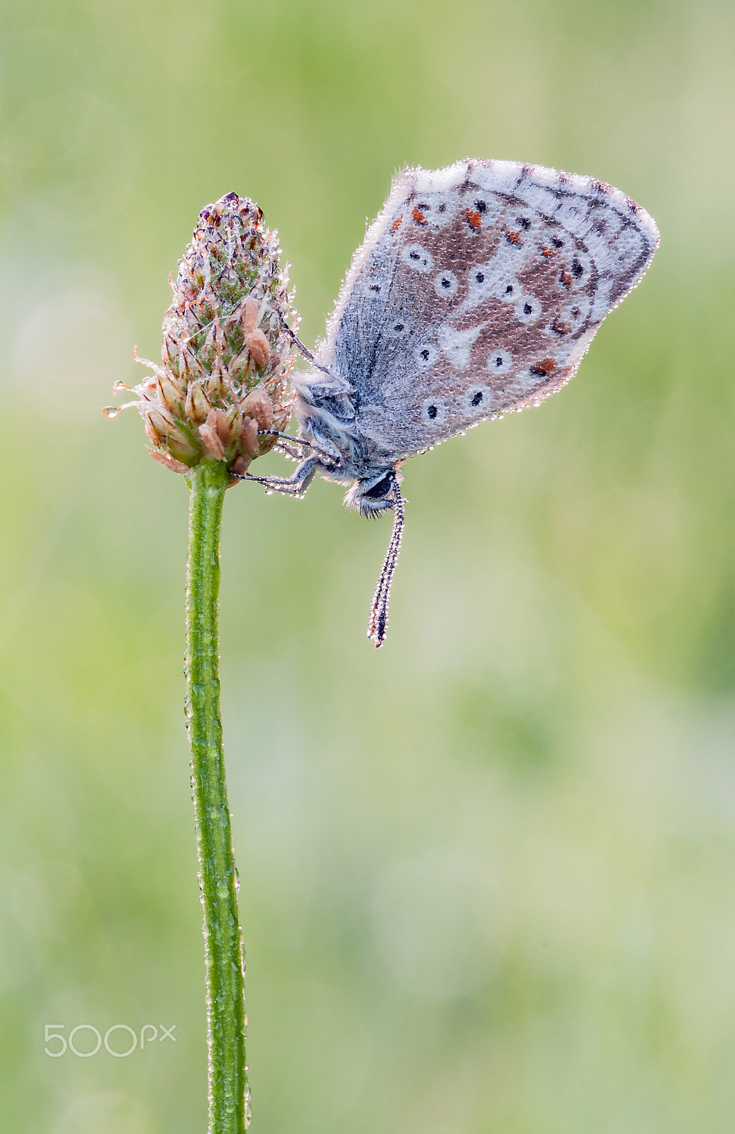 Sigma 150mm F2.8 EX DG Macro HSM sample photo. Common blue photography