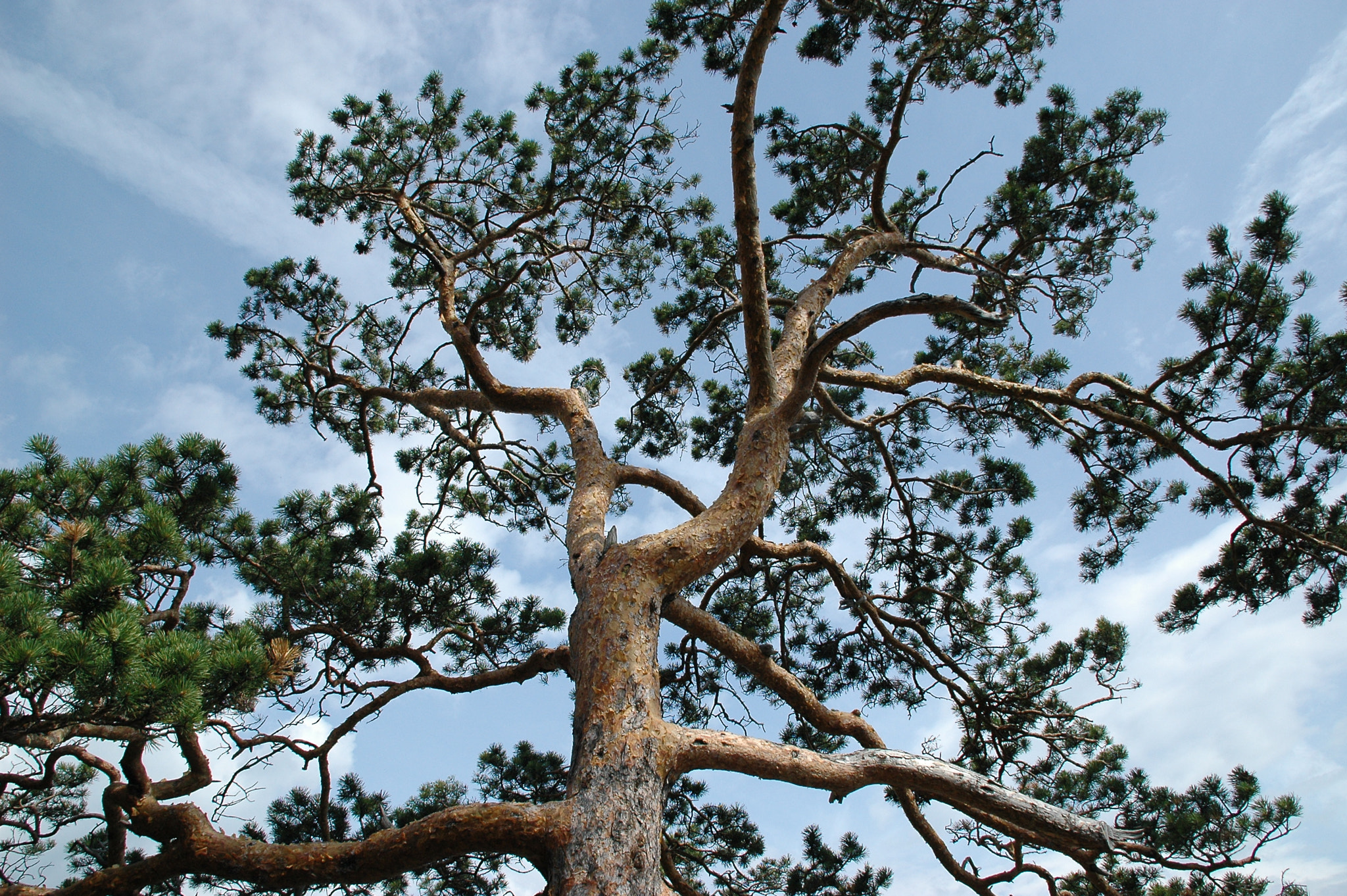 Nikon D70s sample photo. *** photography