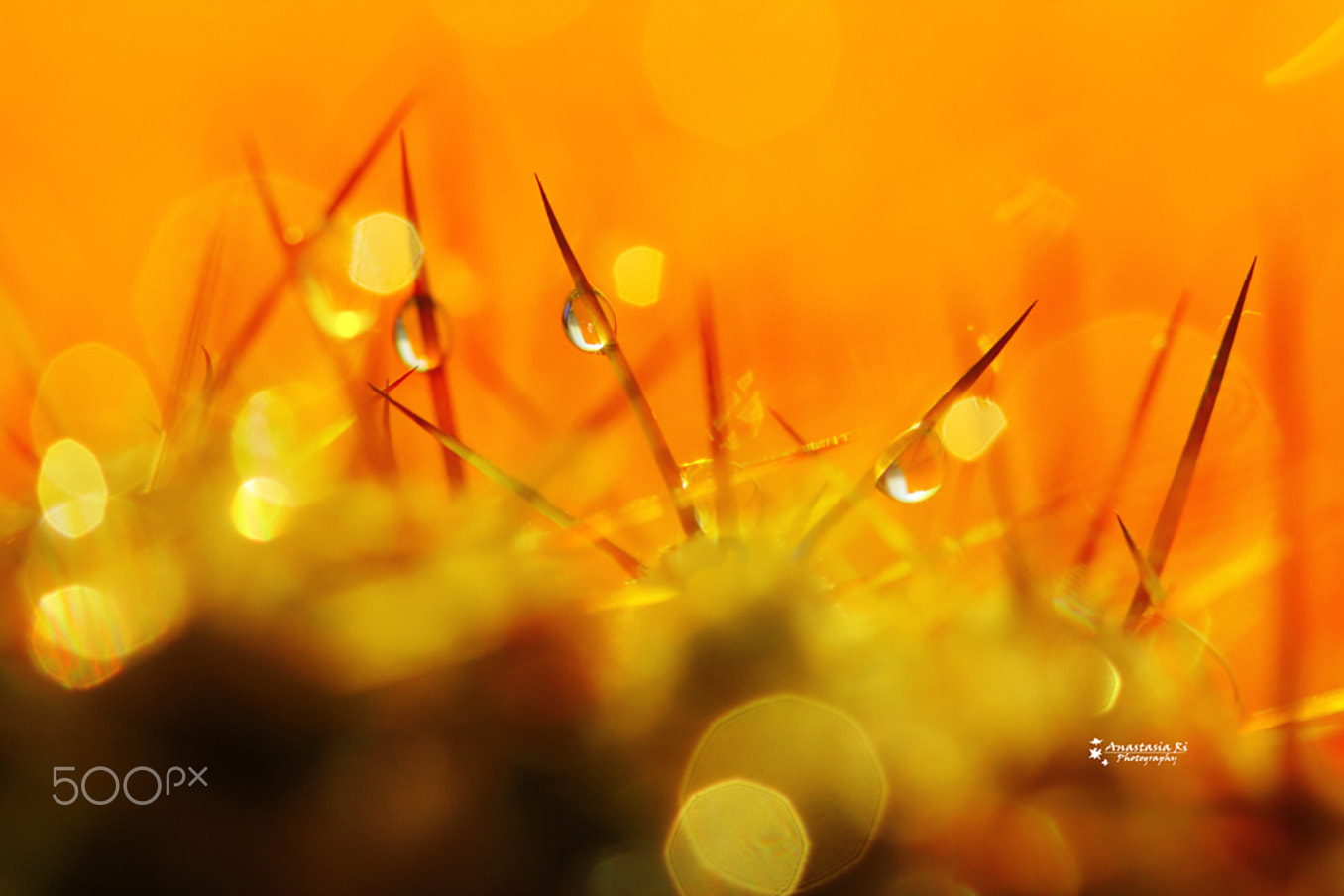 Canon EOS 600D (Rebel EOS T3i / EOS Kiss X5) + Canon EF 100mm F2.8 Macro USM sample photo. Morning spines photography