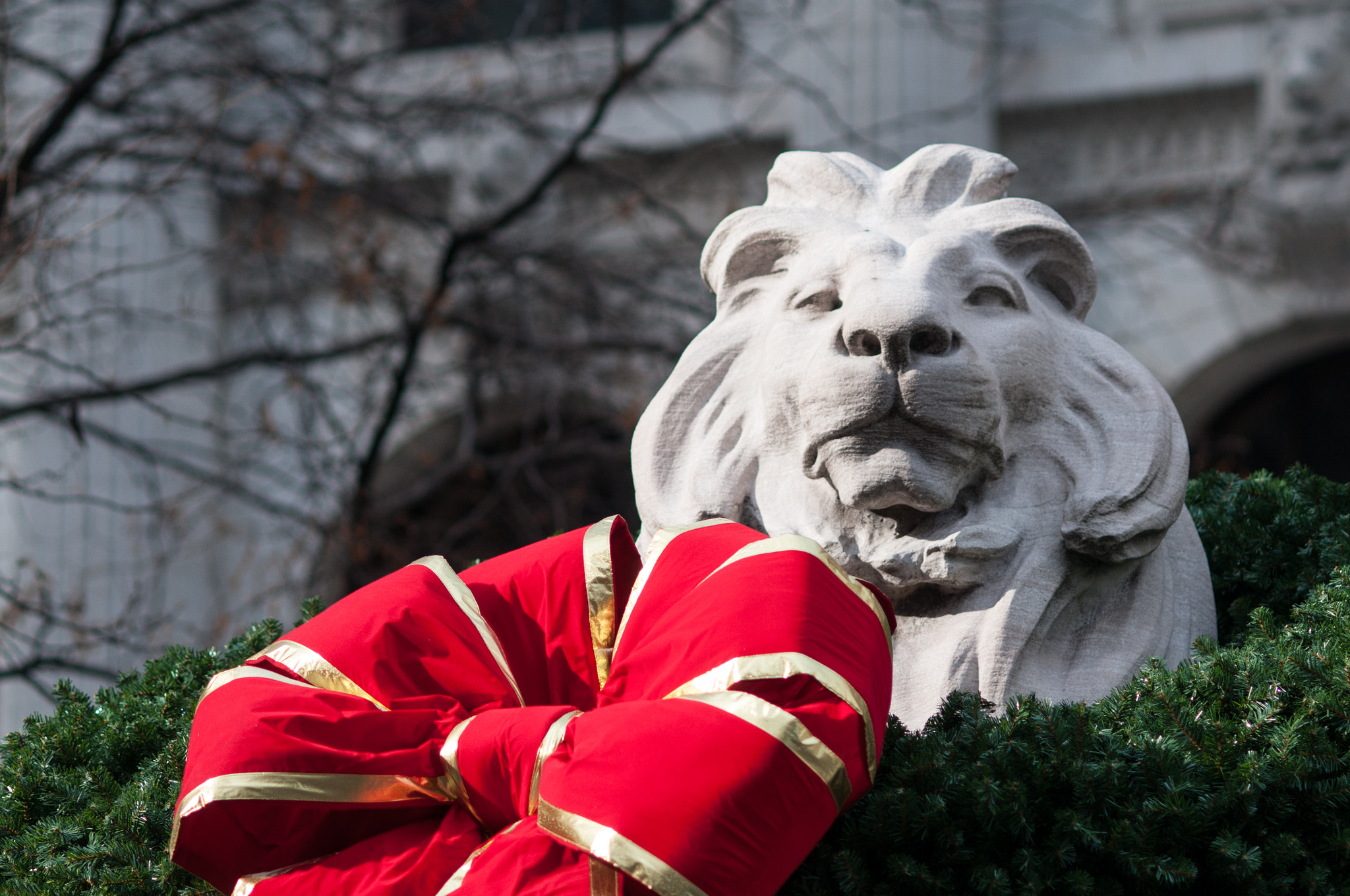 AF DC-Nikkor 135mm f/2D sample photo. Lion about christmas photography