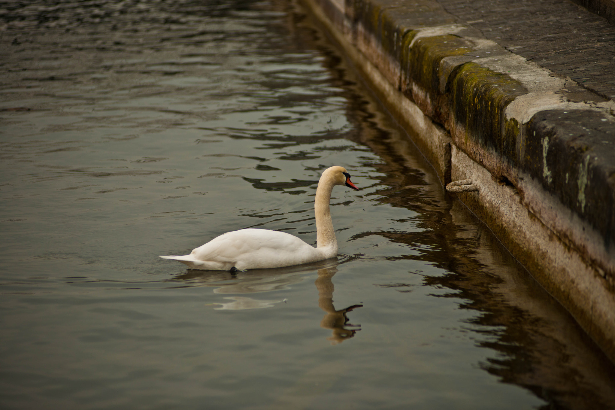 Nikon D3X sample photo. Peaceful impasse photography