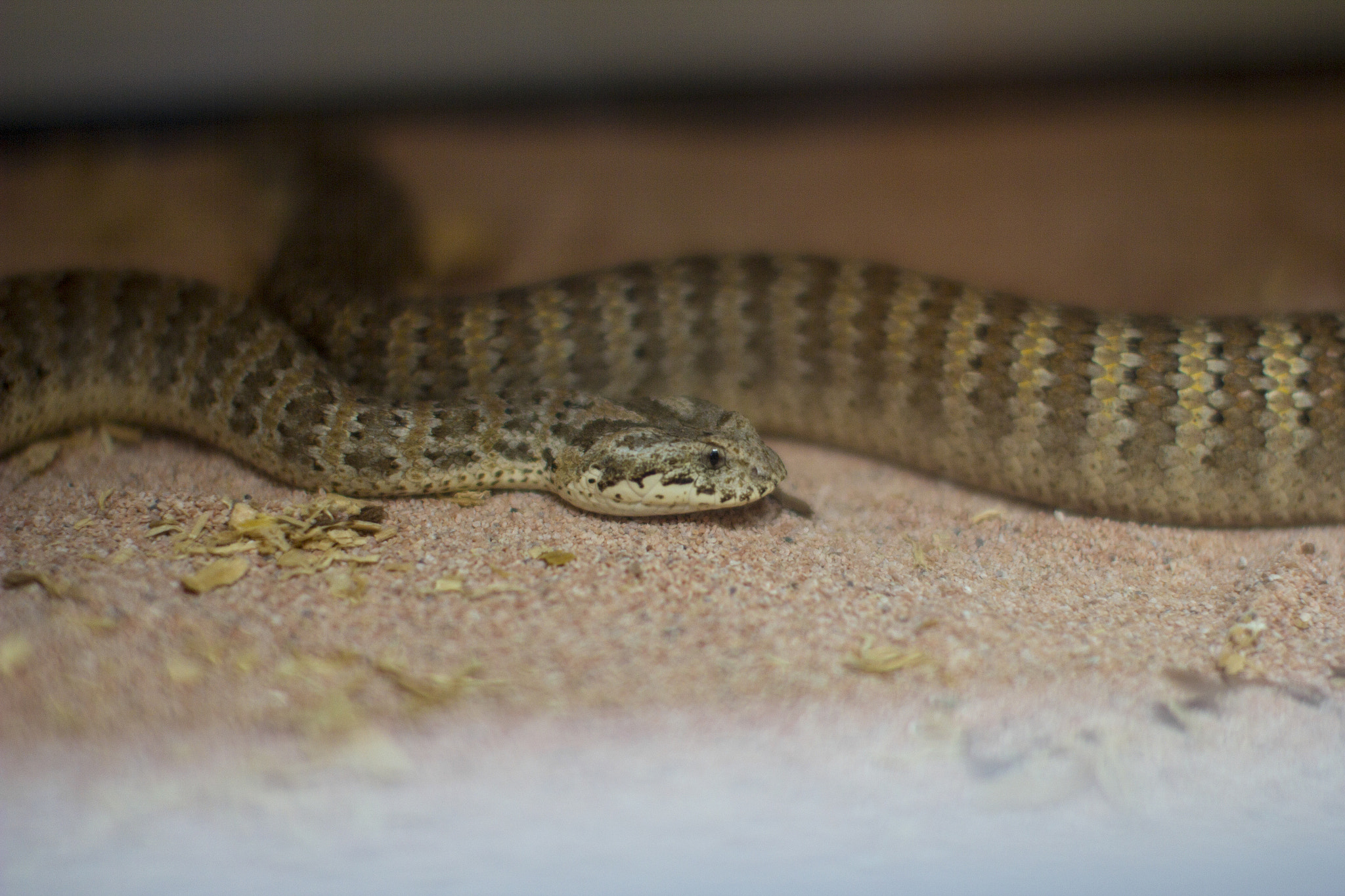 Canon EOS 60D + Canon EF 50mm F1.2L USM sample photo. Coastal taipan (oxyuranus scutellatus) photography