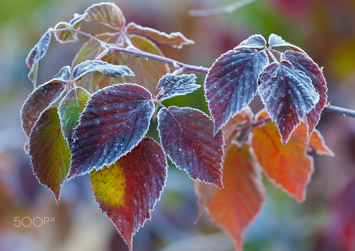 Sigma 150mm F2.8 EX DG Macro HSM sample photo. Frost. photography