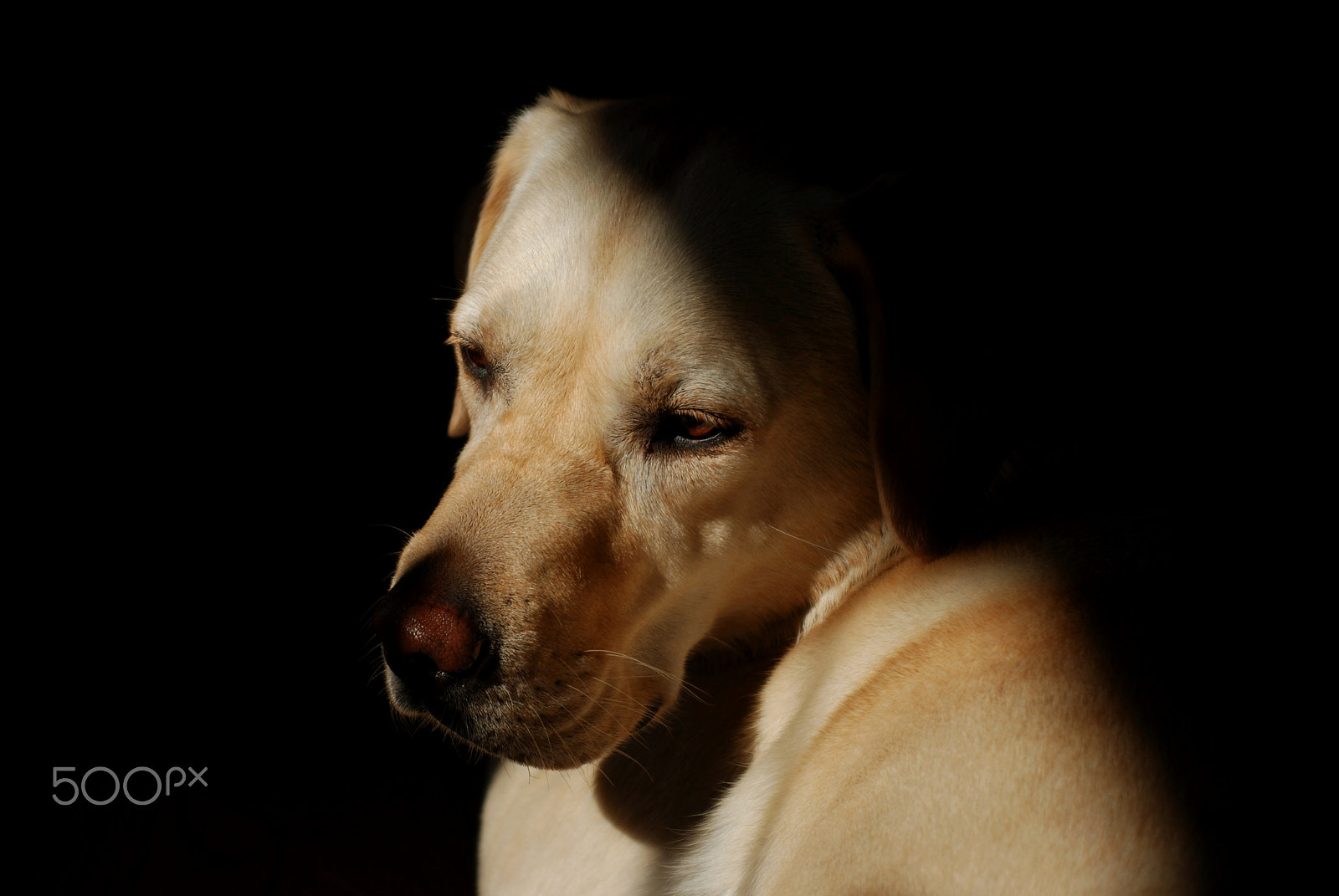 Sigma 28-70mm F2.8-4 DG sample photo. My dog photography