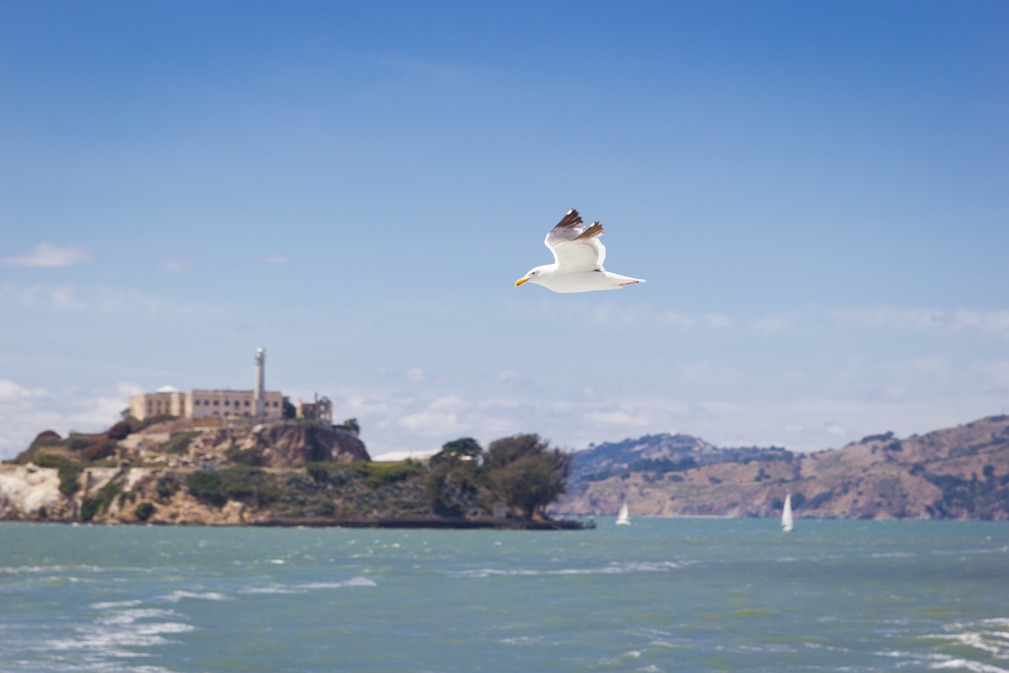 Canon EF 24-70mm F2.8L II USM sample photo. Seagull over the bay photography