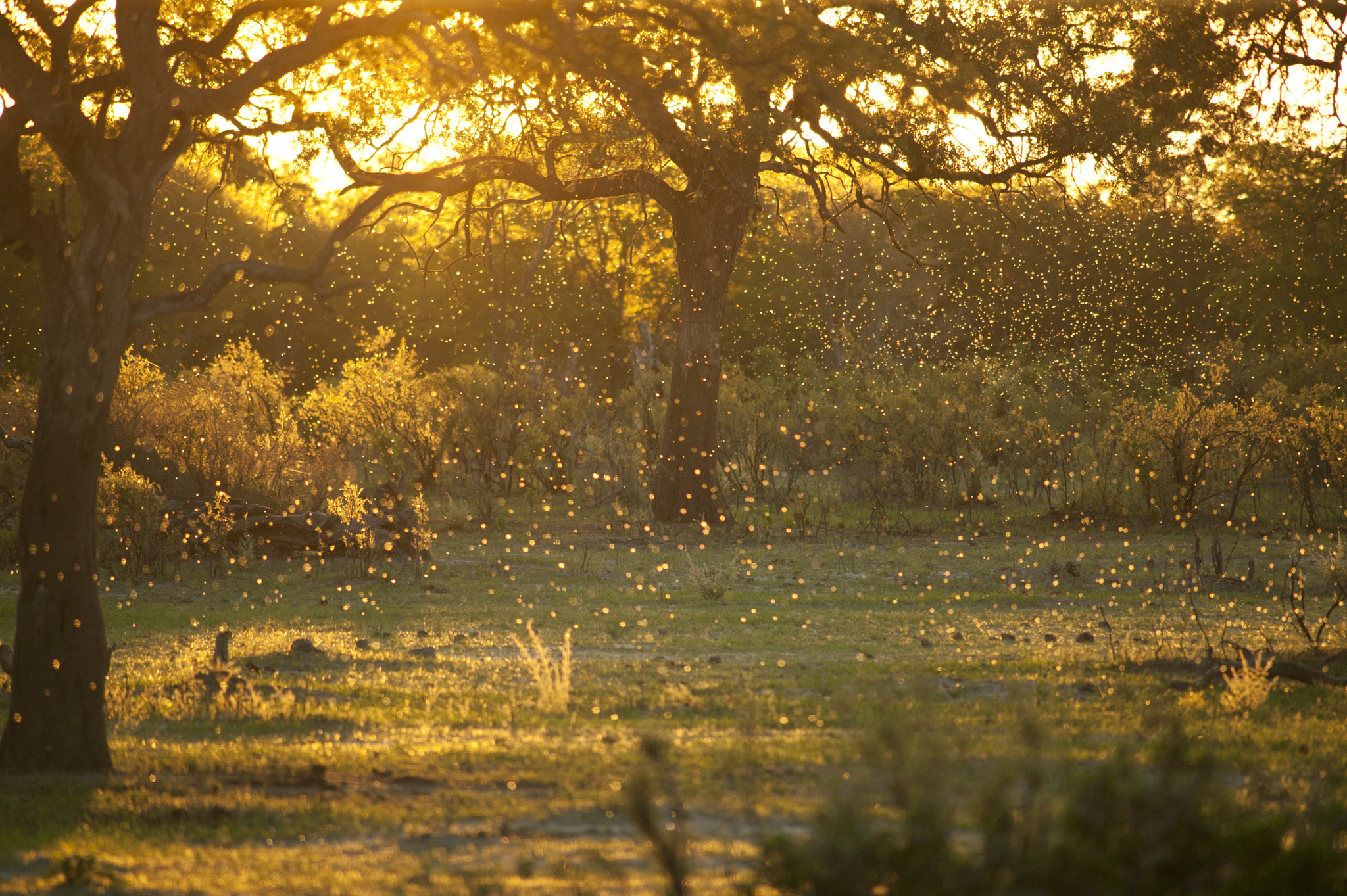 Canon EOS-1Ds + Canon EF 400mm f/2.8L sample photo. Backlit termites photography