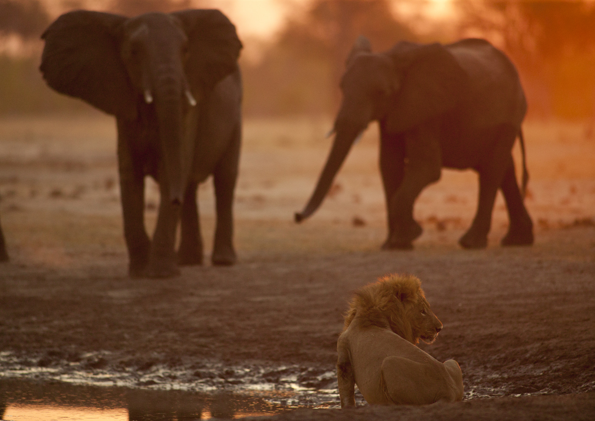 Canon EOS-1Ds + Canon EF 400mm f/2.8L sample photo. Where else photography