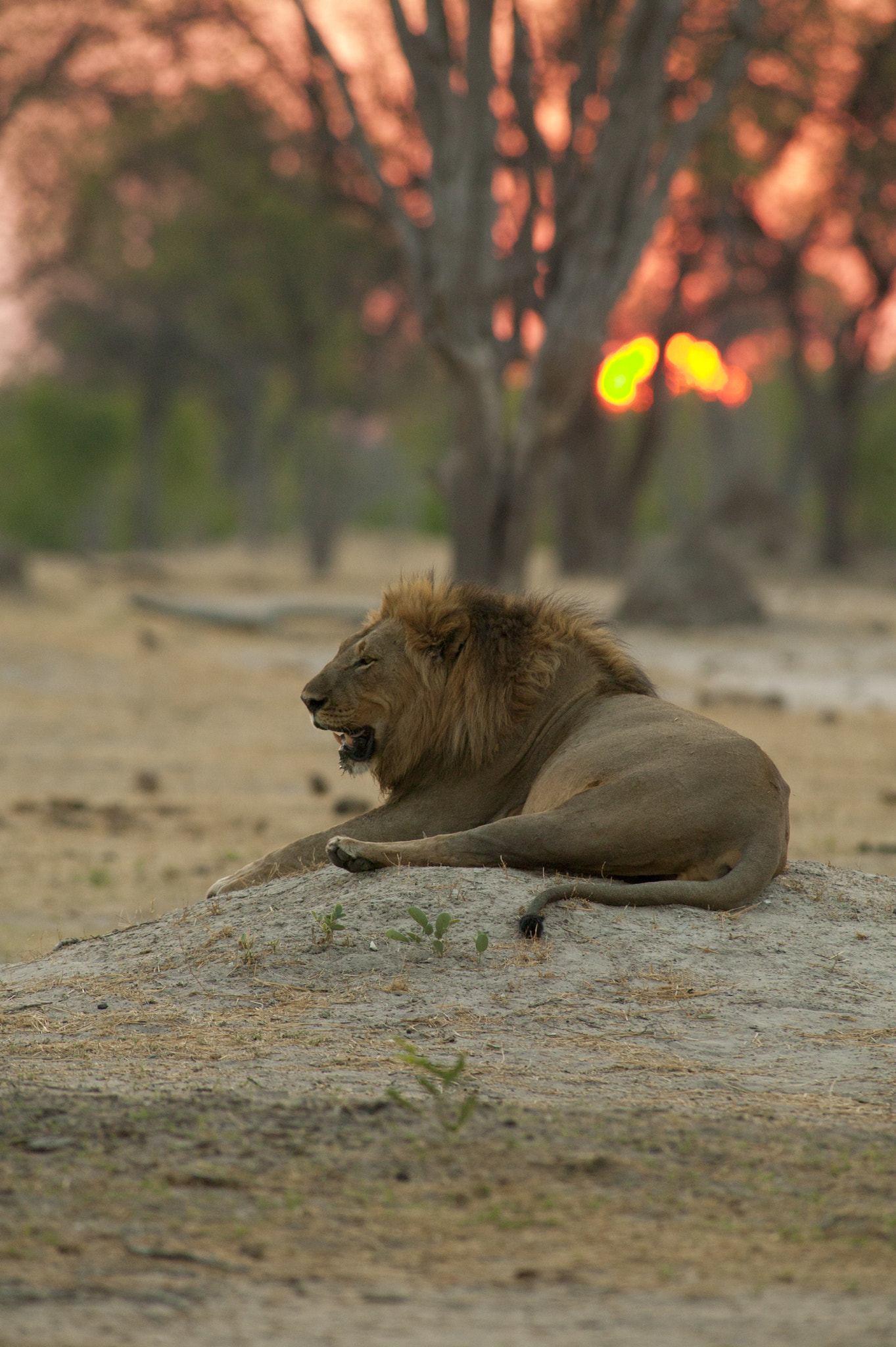 Canon EOS-1Ds + Canon EF 400mm f/2.8L sample photo. What could be more african photography
