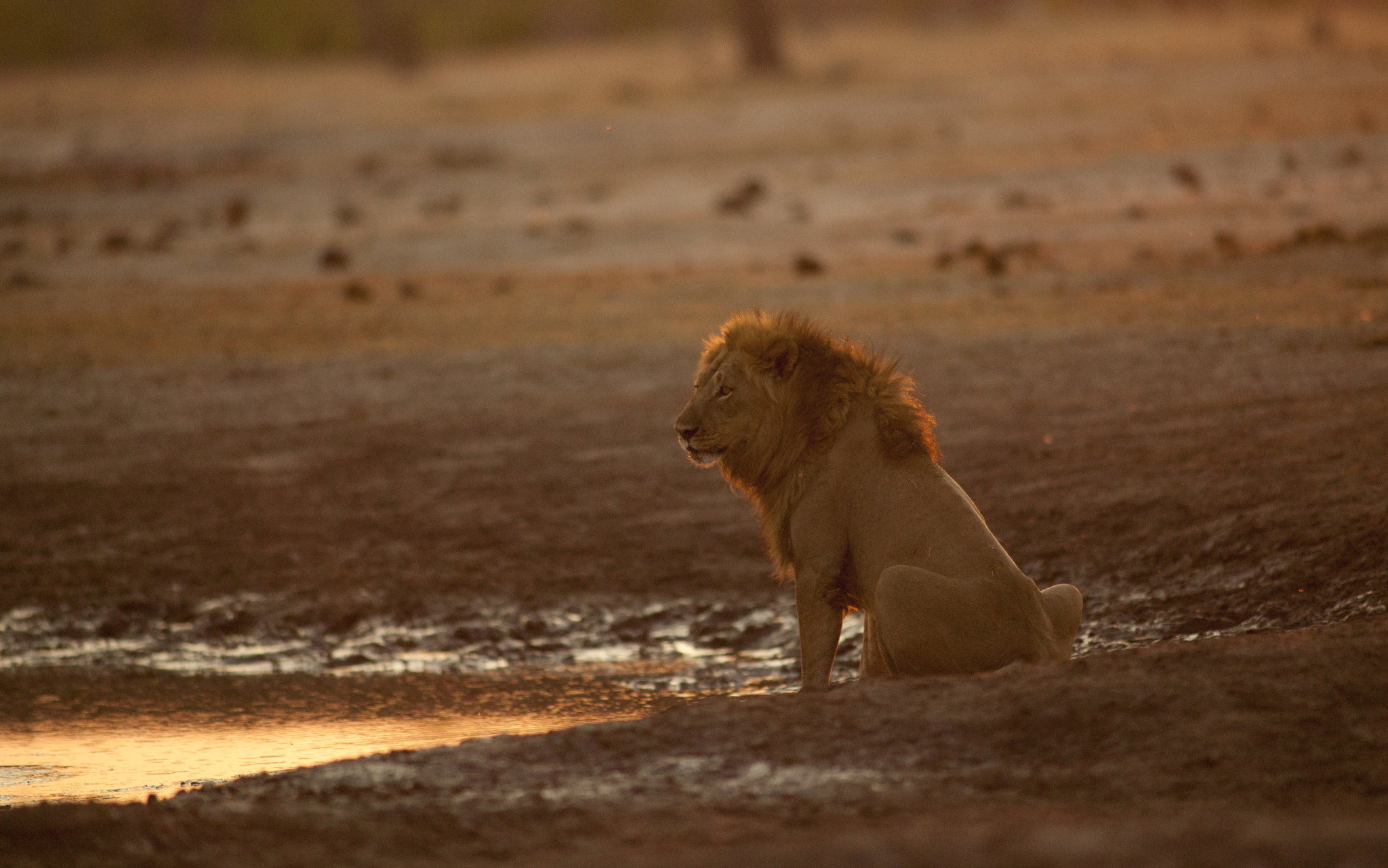 Canon EOS-1Ds + Canon EF 400mm f/2.8L sample photo. The end of the dry season photography