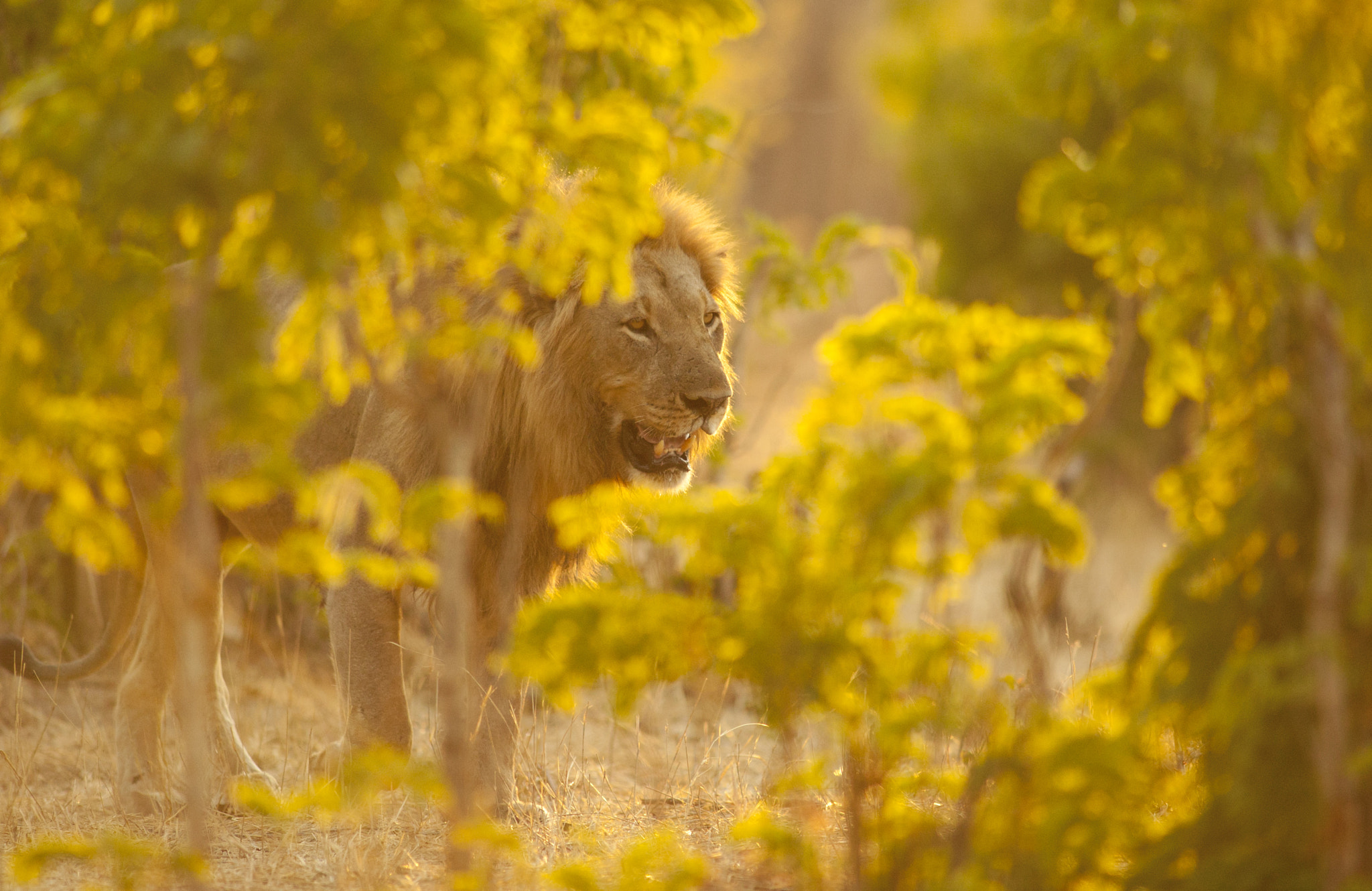 Canon EOS-1Ds + Canon EF 400mm f/2.8L sample photo. King of colour photography
