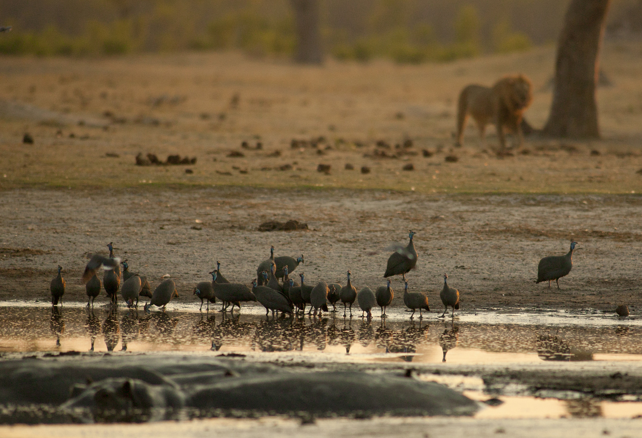 Canon EOS-1Ds + Canon EF 400mm f/2.8L sample photo. Hwange smorgasbord photography