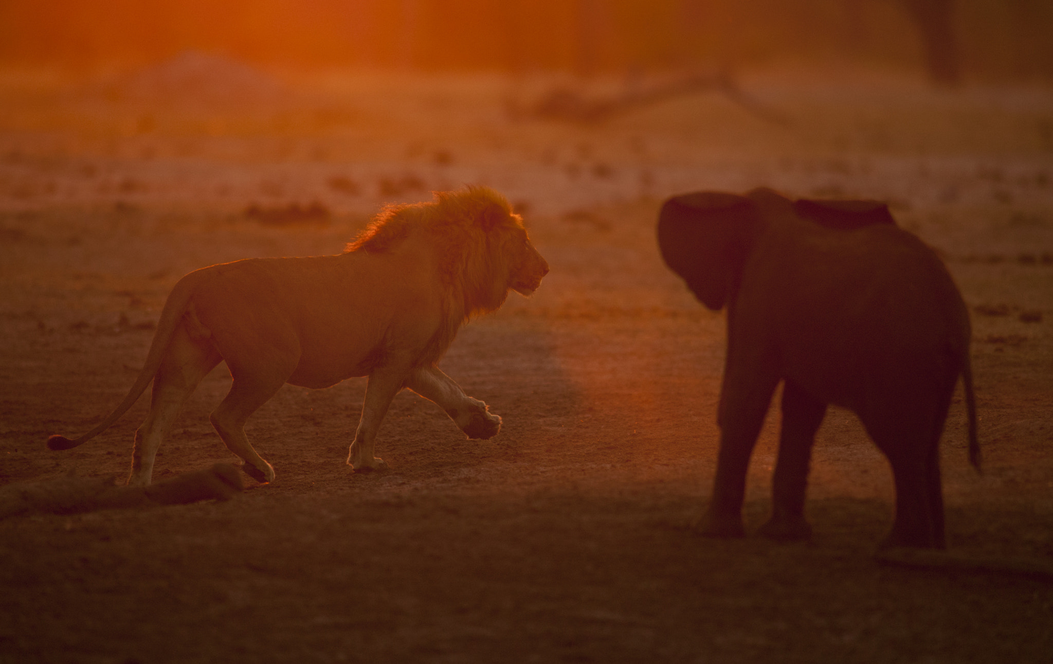 Canon EOS-1Ds + Canon EF 400mm f/2.8L sample photo. Hwange cardiac arrest photography