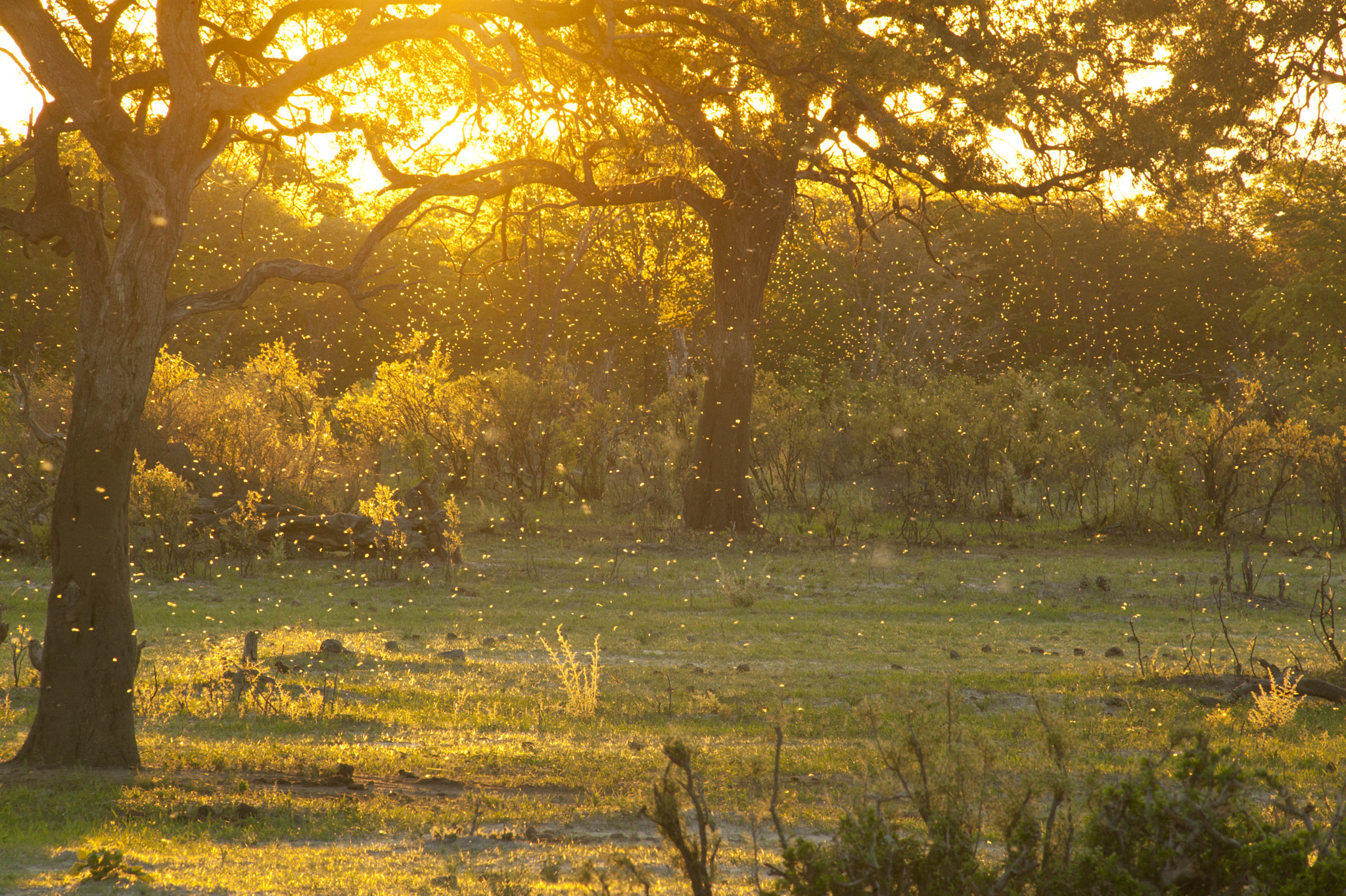 Canon EOS-1Ds + Canon EF 400mm f/2.8L sample photo. Golden confetti photography