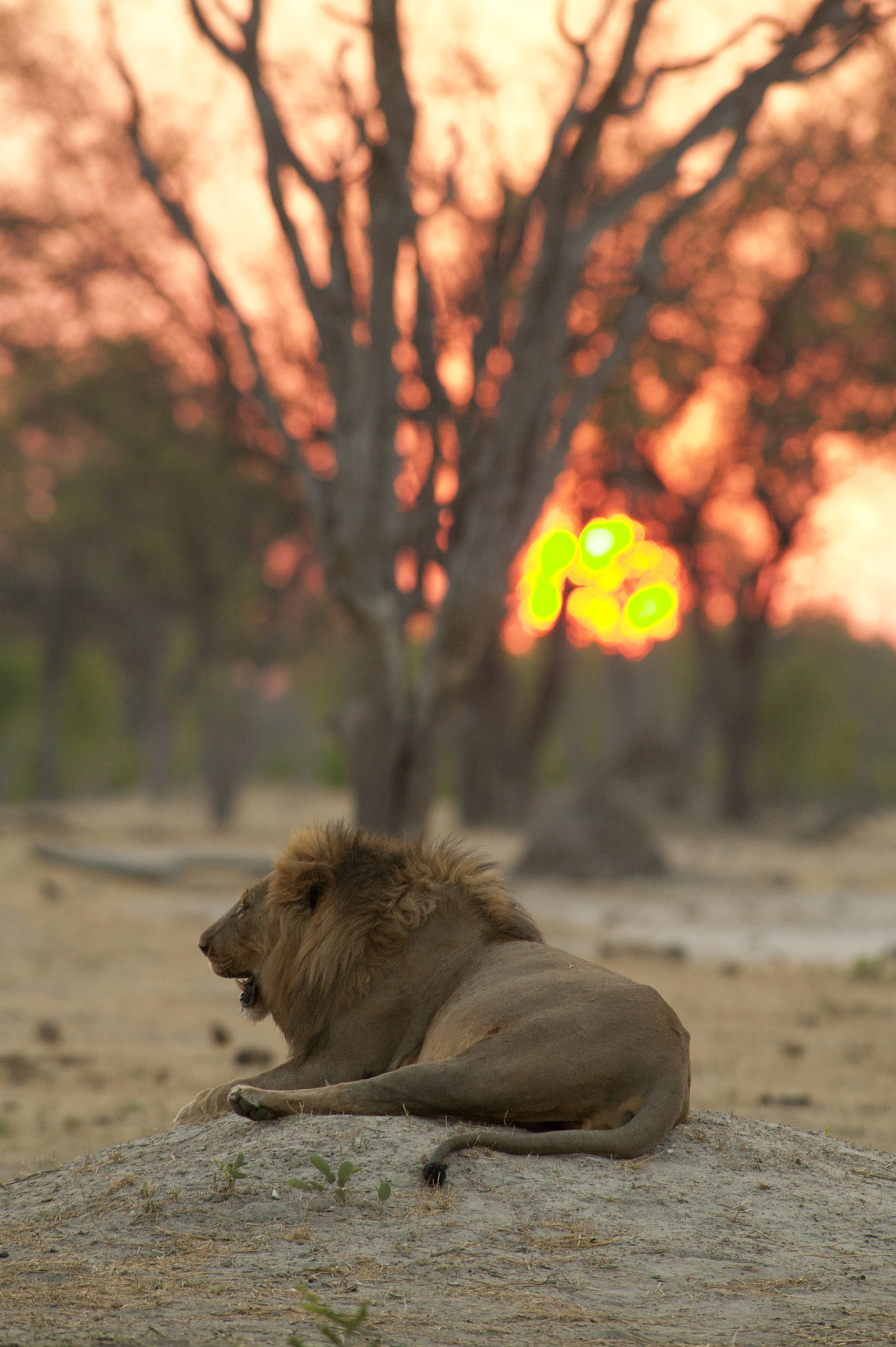 Canon EOS-1Ds + Canon EF 400mm f/2.8L sample photo. Hwange sundowner photography