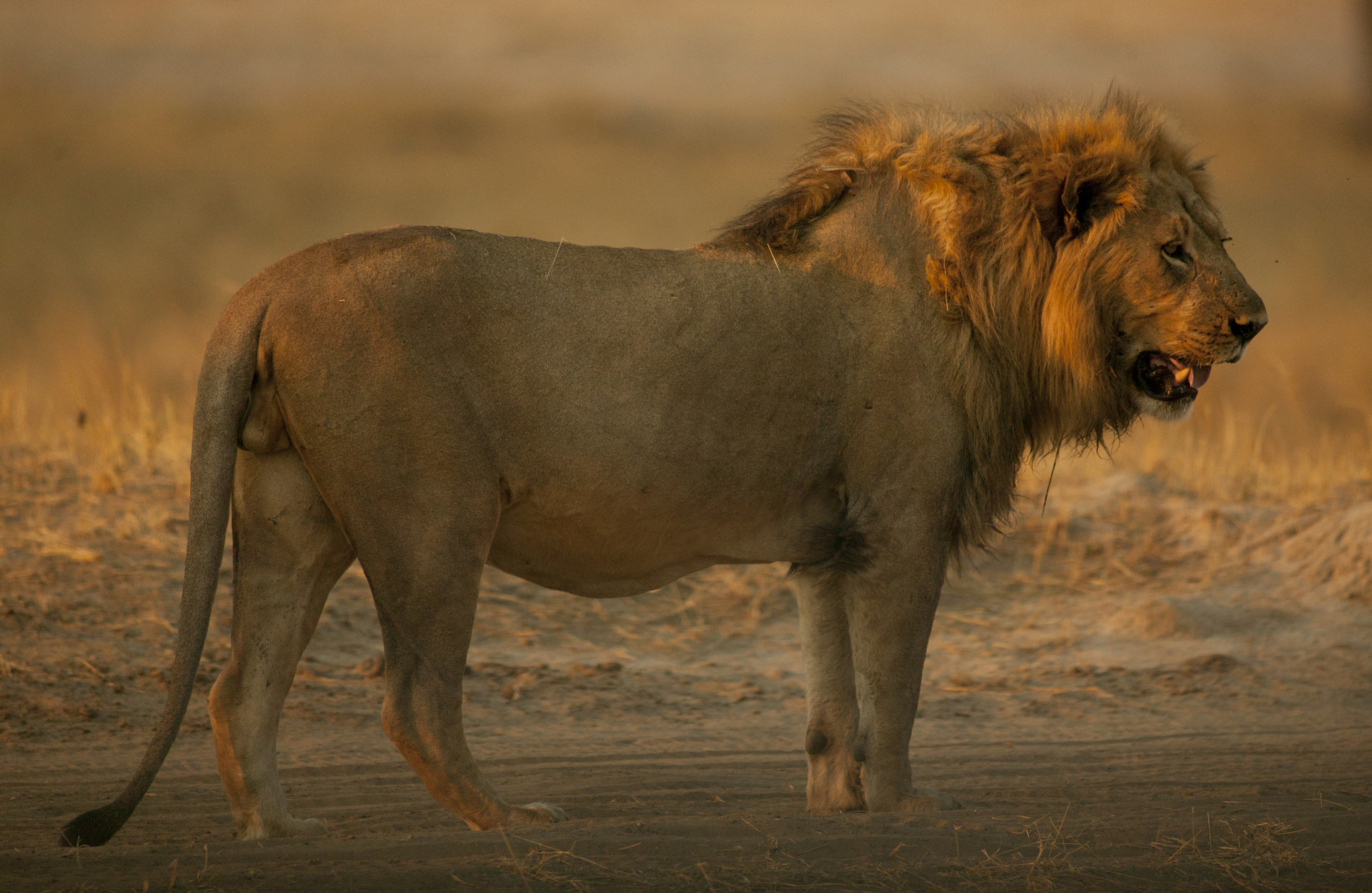 Canon EOS-1Ds + Canon EF 400mm f/2.8L sample photo. Full bodied photography