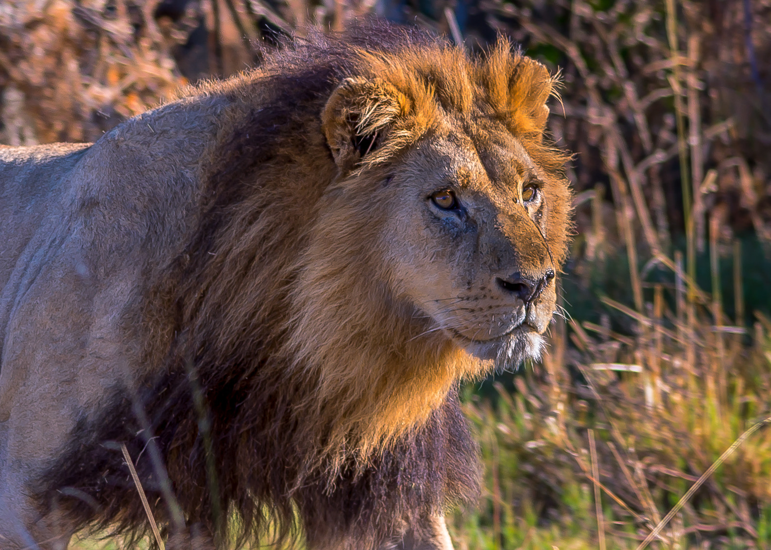 Sigma 150-500mm F5-6.3 DG OS HSM sample photo. Regal stare photography