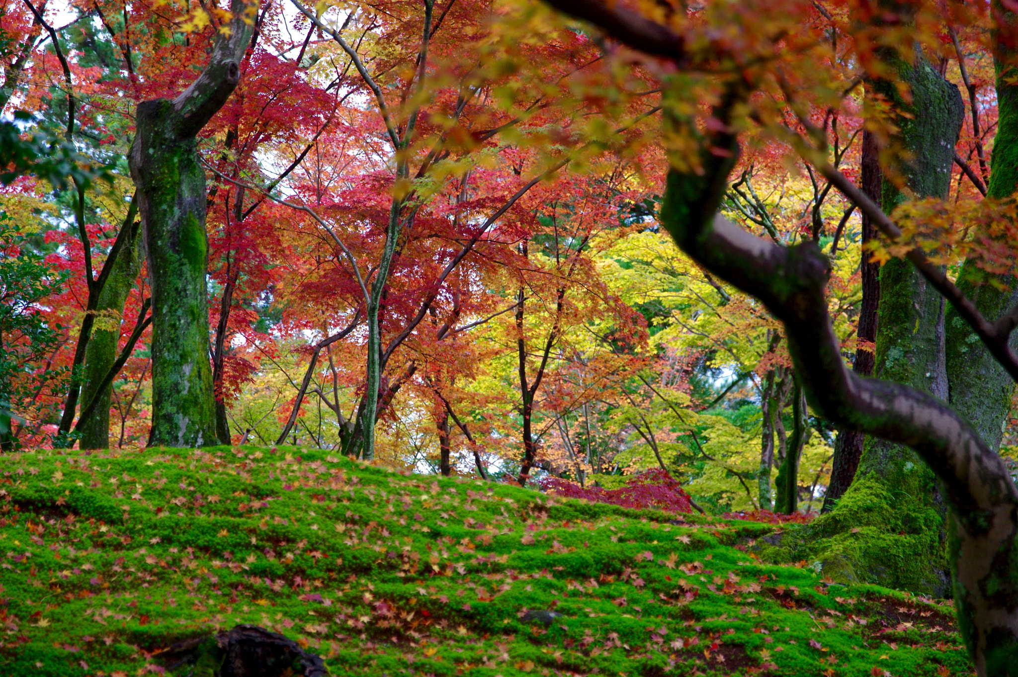 Sigma 17-70mm F2.8-4 DC Macro HSM Contemporary sample photo. Maple hill photography