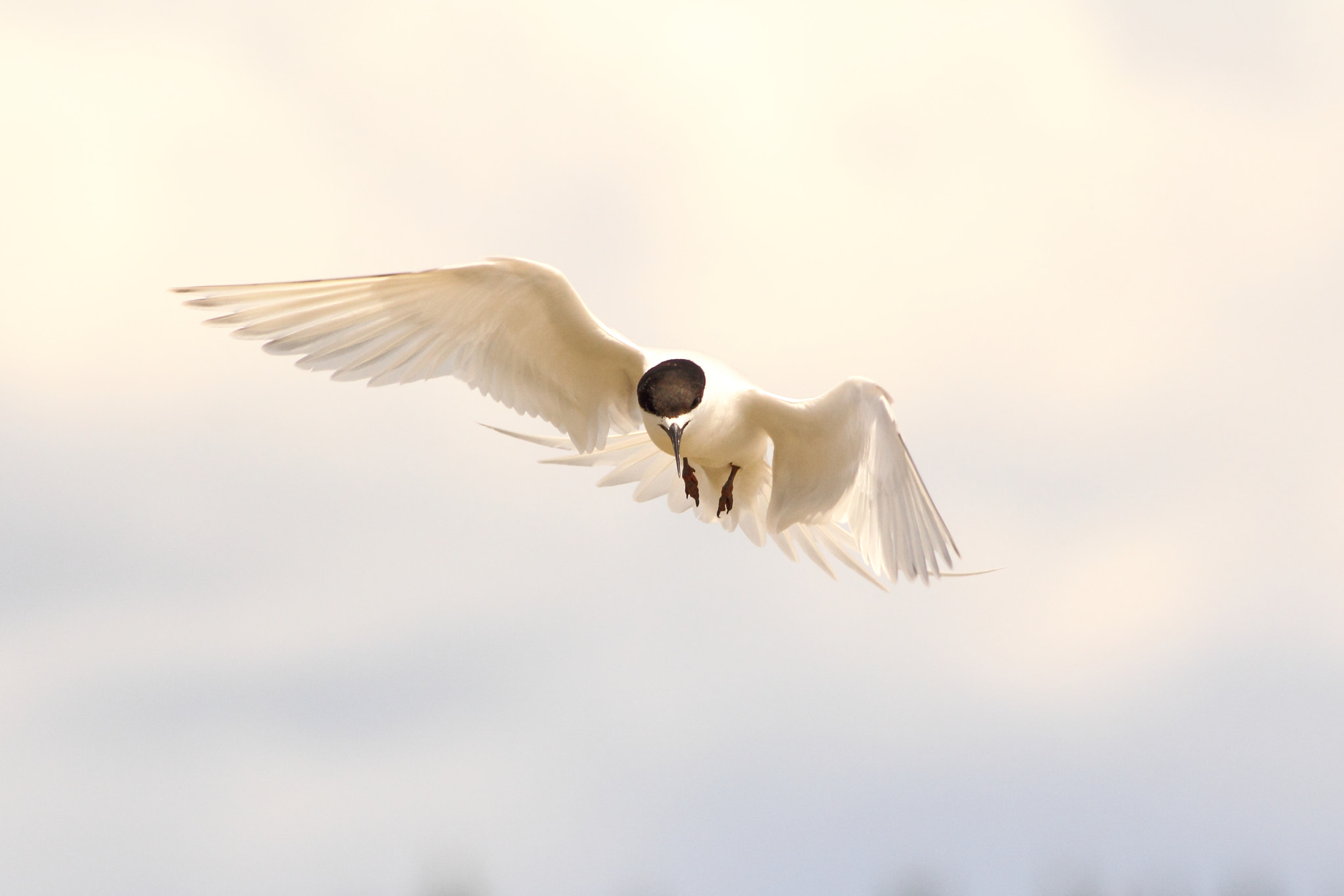 Canon EOS 60D + Canon EF 400mm F5.6L USM sample photo. White-fronted tern photography